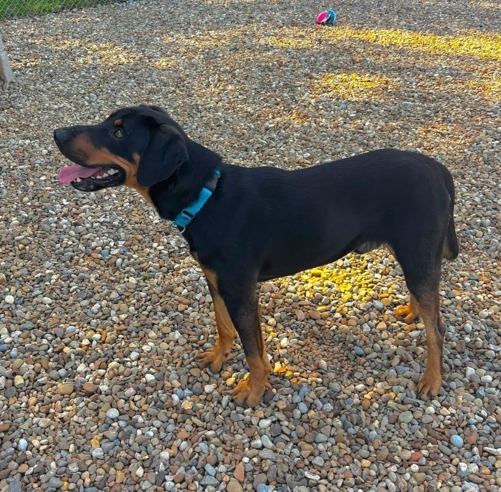 ELLIOT, ADOPTABLE, Young Male Rottweiler & Doberman Pinscher.