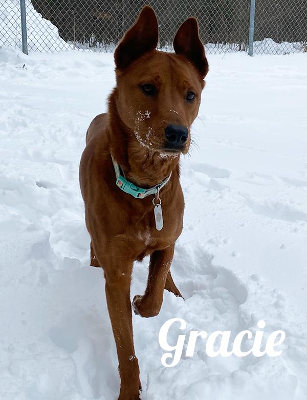 Gracie, ADOPTABLE, Adult Female Chow Chow & Retriever.
