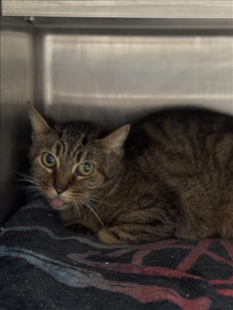 LINKS, Adoptable, Senior Female Domestic Short Hair.