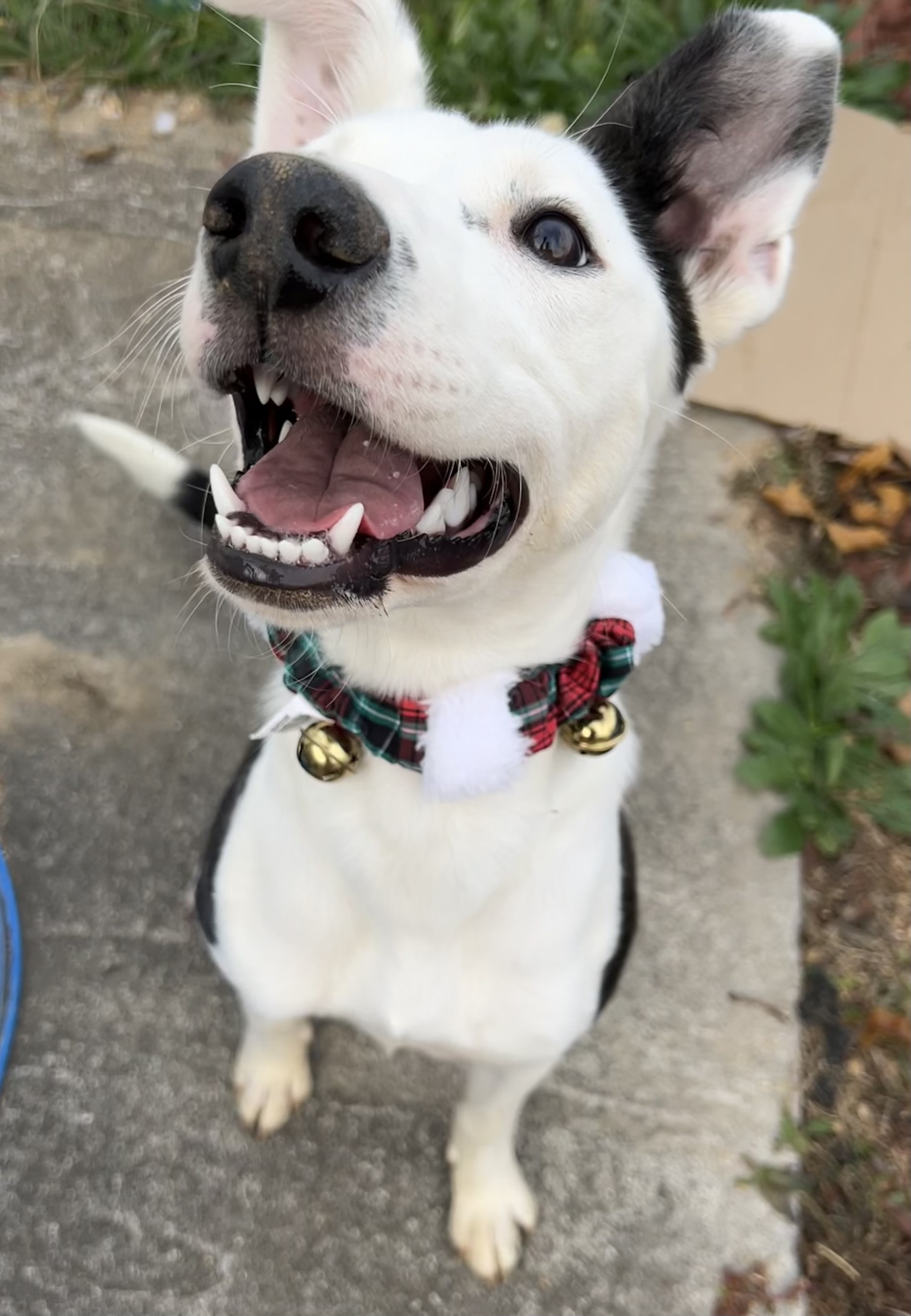 ANNIE, Adopted, Puppy Female Border Collie & Greyhound.