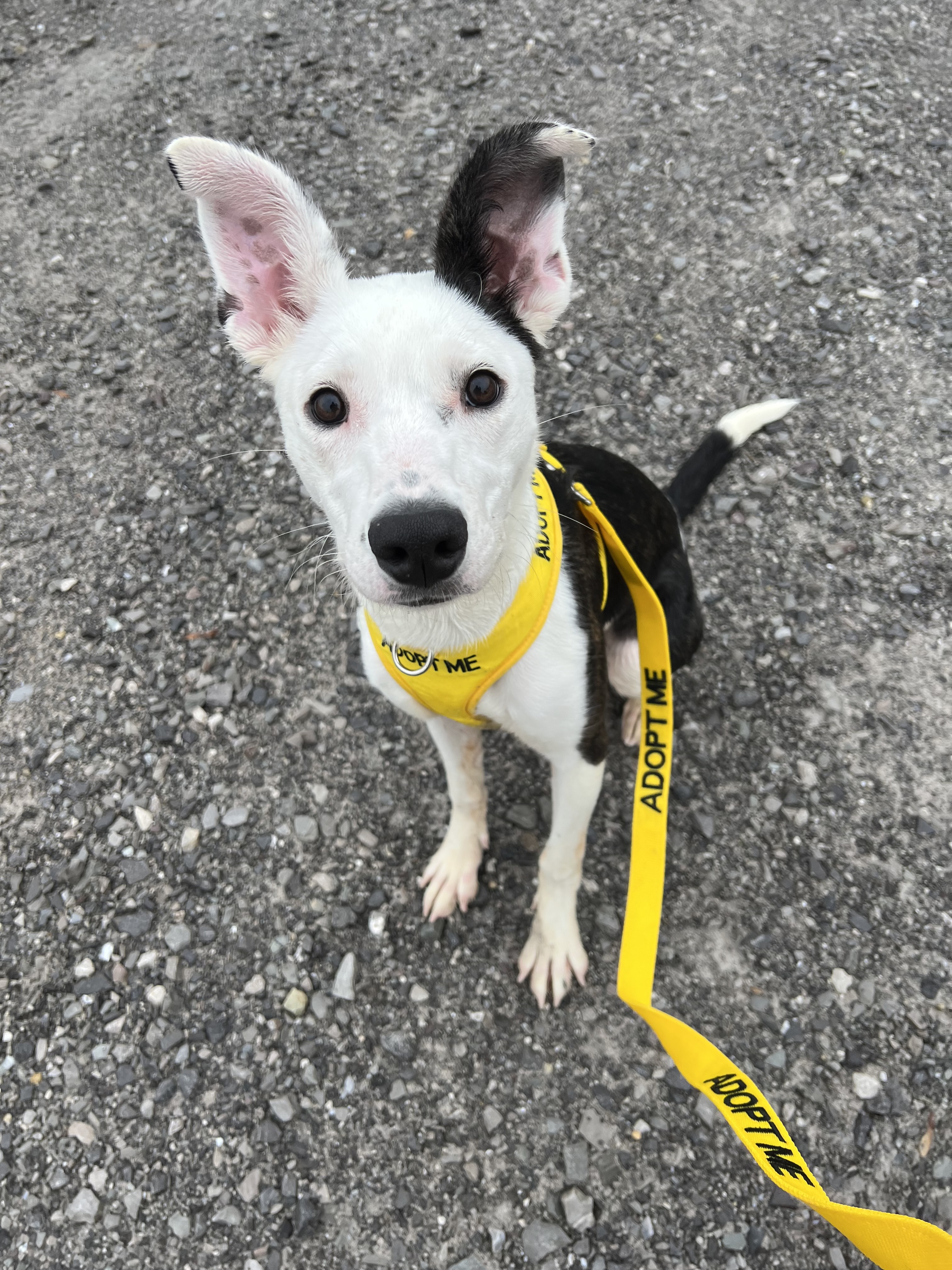 ANNIE, a Adopted mixed breed in Sweetwater, TN image 2/6