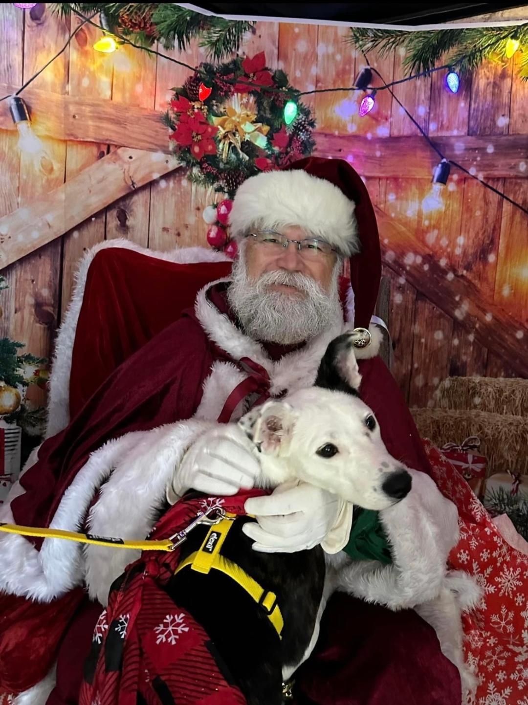 ANNIE, a Adopted mixed breed in Sweetwater, TN image 3/6