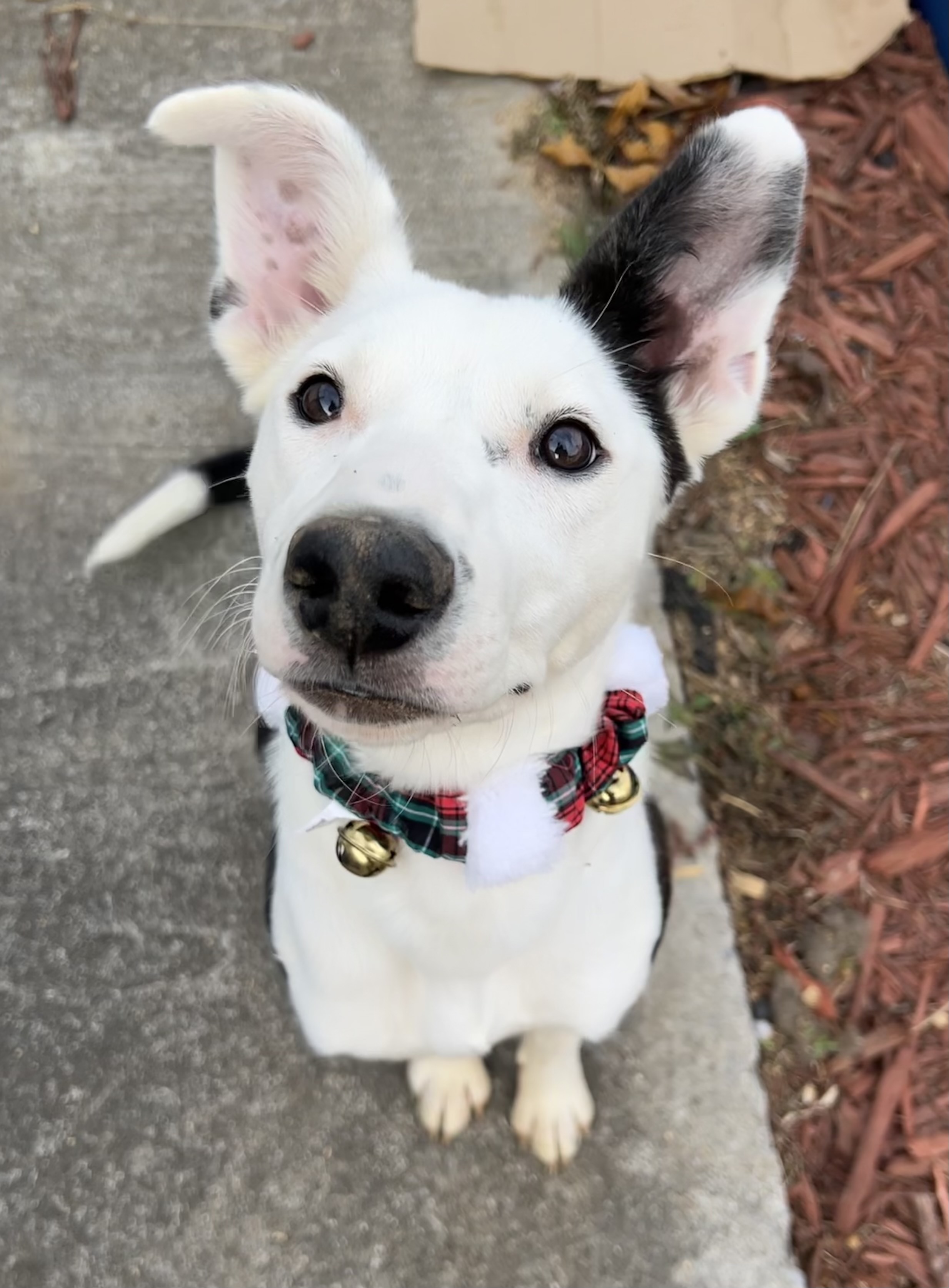 ANNIE, a Adopted mixed breed in Sweetwater, TN image 4/6