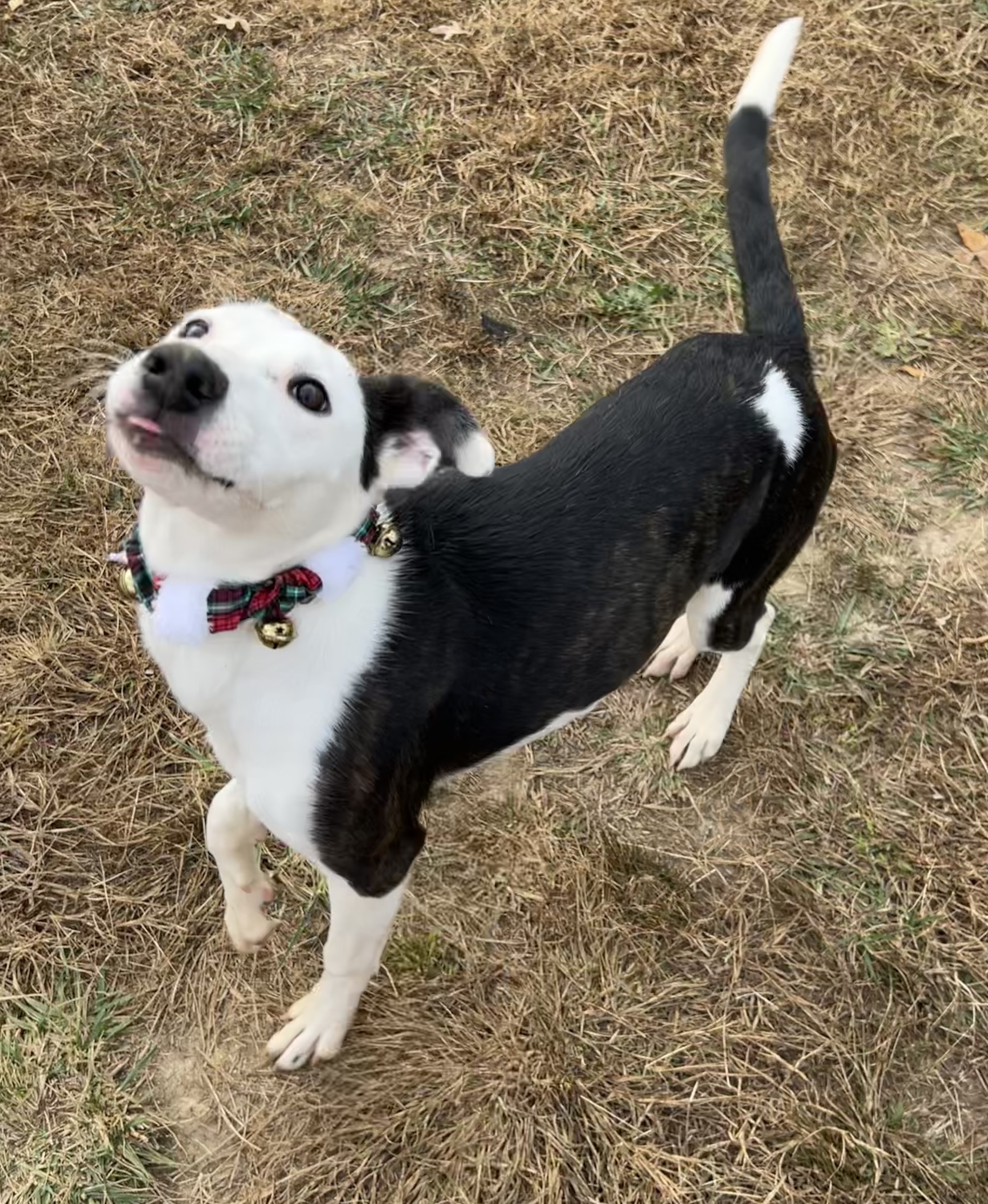 ANNIE, a Adopted mixed breed in Sweetwater, TN image 5/6