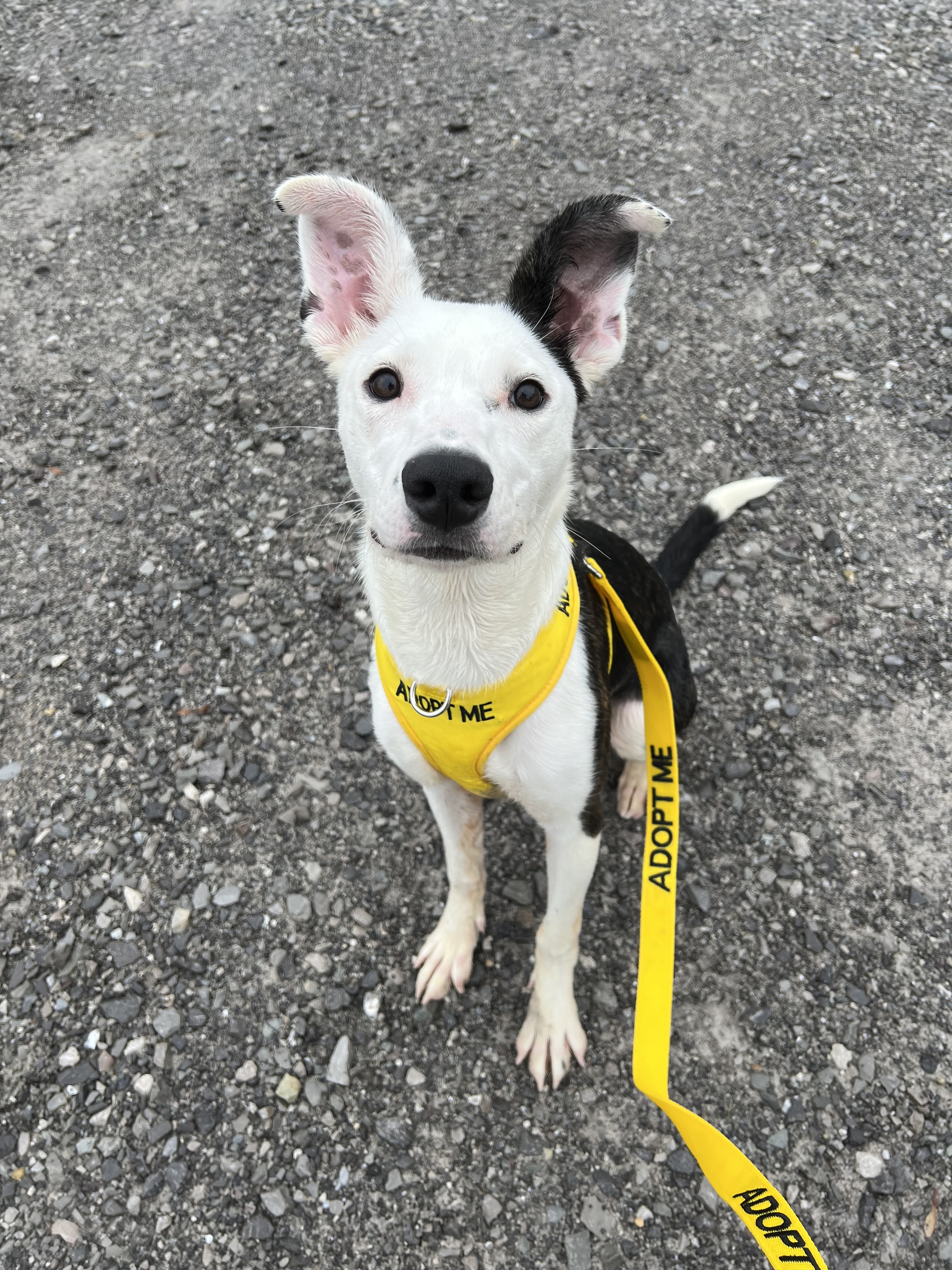 ANNIE, a Adopted mixed breed in Sweetwater, TN image 6/6
