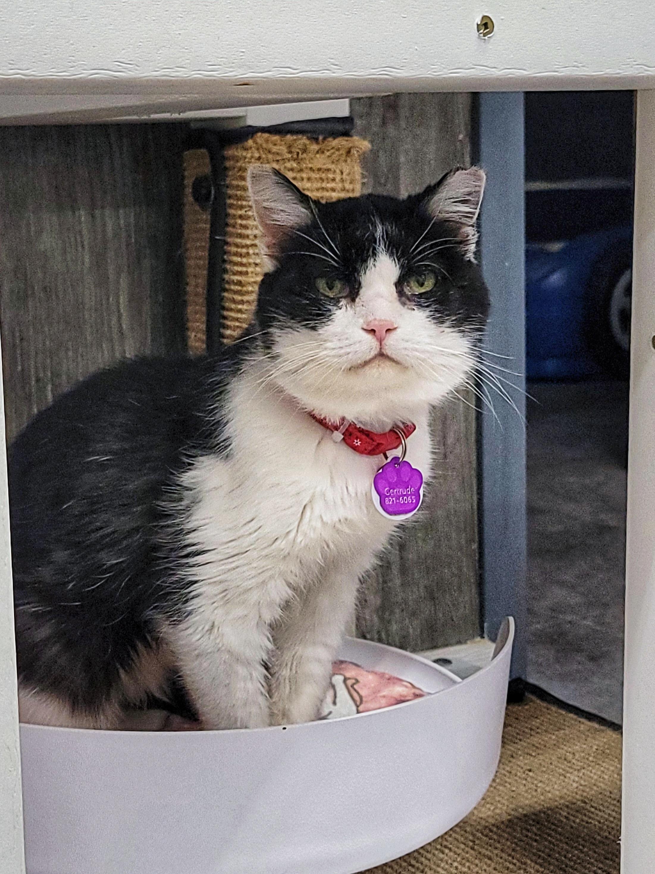 Enlarge GERTRUDE - Purrmanent Resident, a ADOPTABLE Domestic Short Hair in Grand Rapids, MI image 2/6
