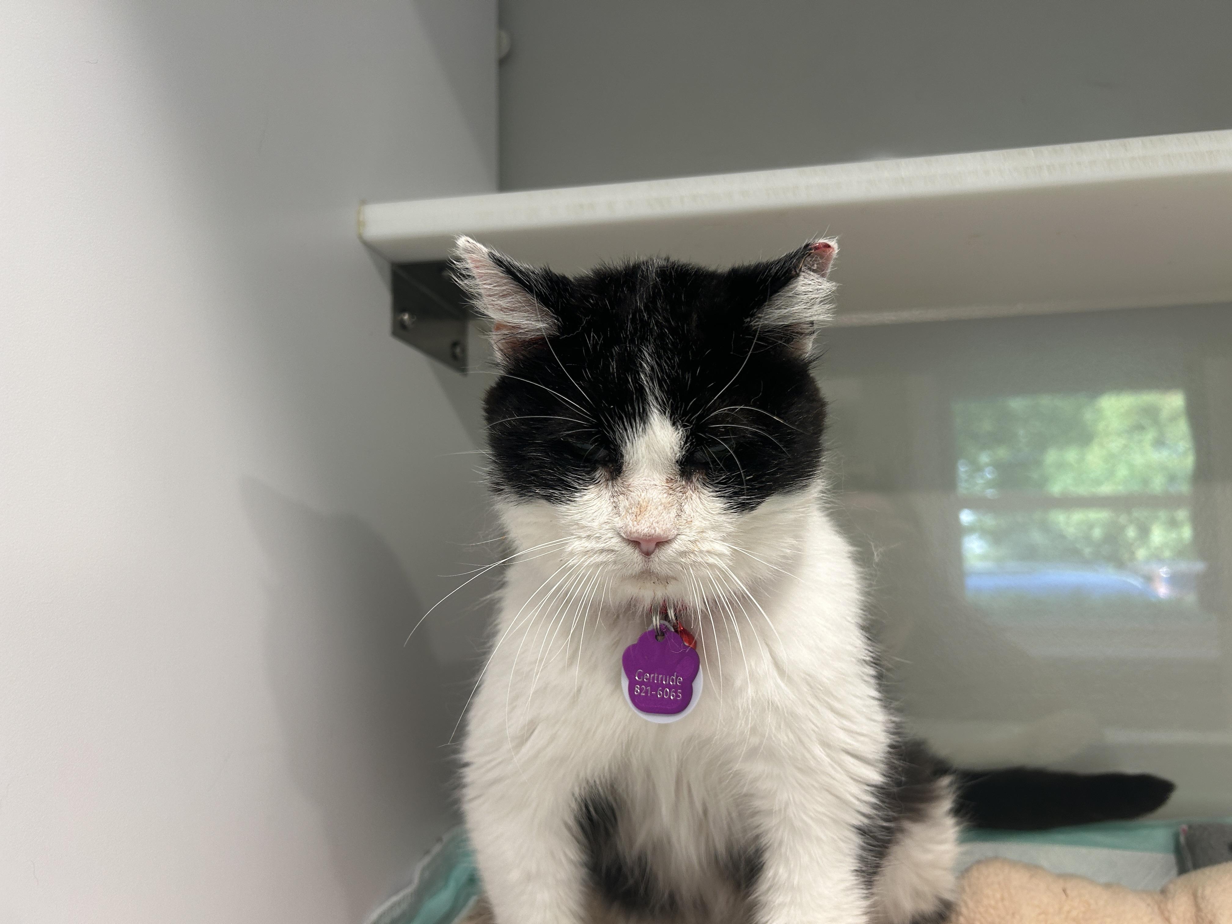 GERTRUDE - Purrmanent Resident — thumbnail 2
