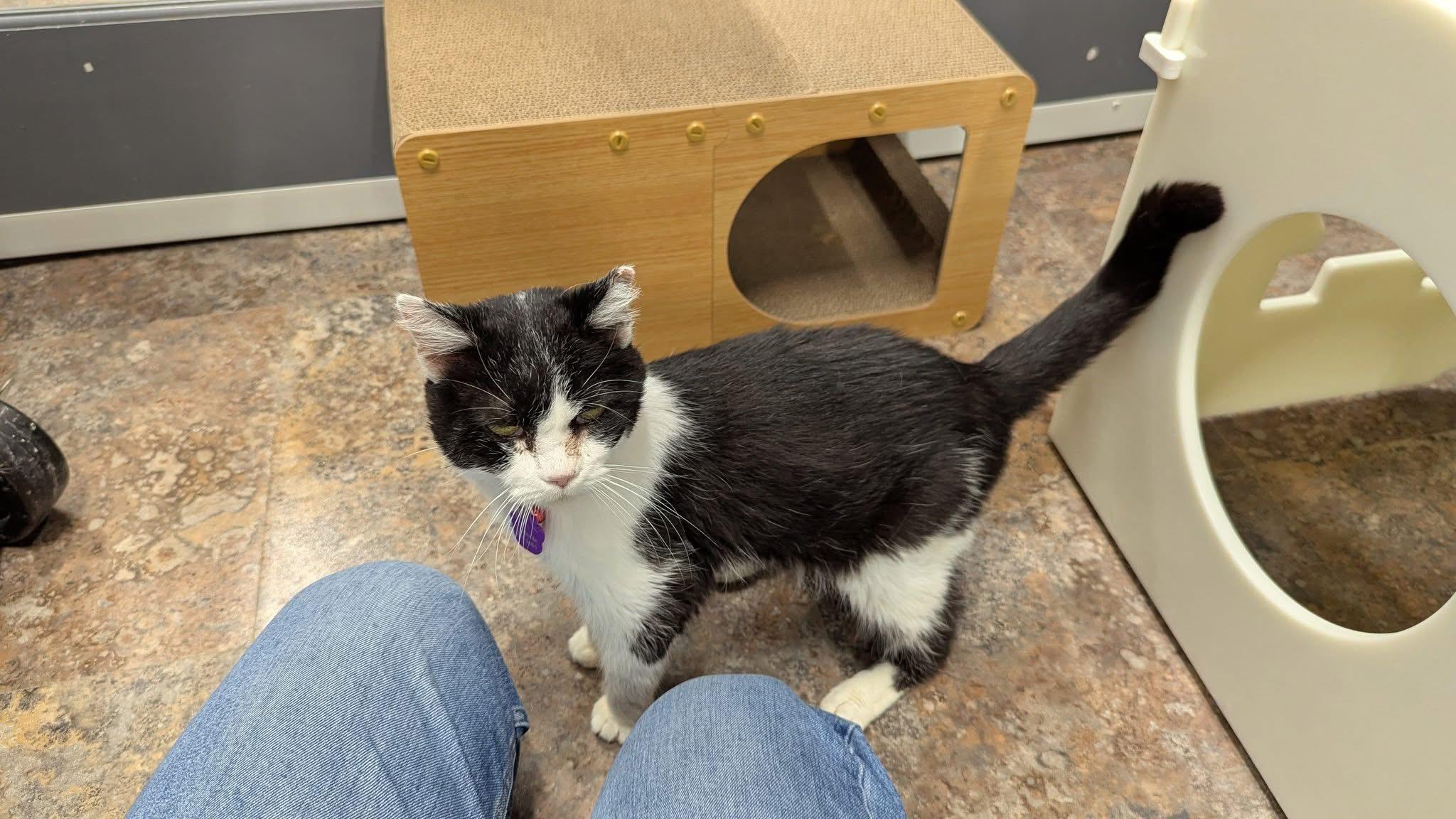 Enlarge GERTRUDE - Purrmanent Resident, a ADOPTABLE Domestic Short Hair in Grand Rapids, MI image 4/6