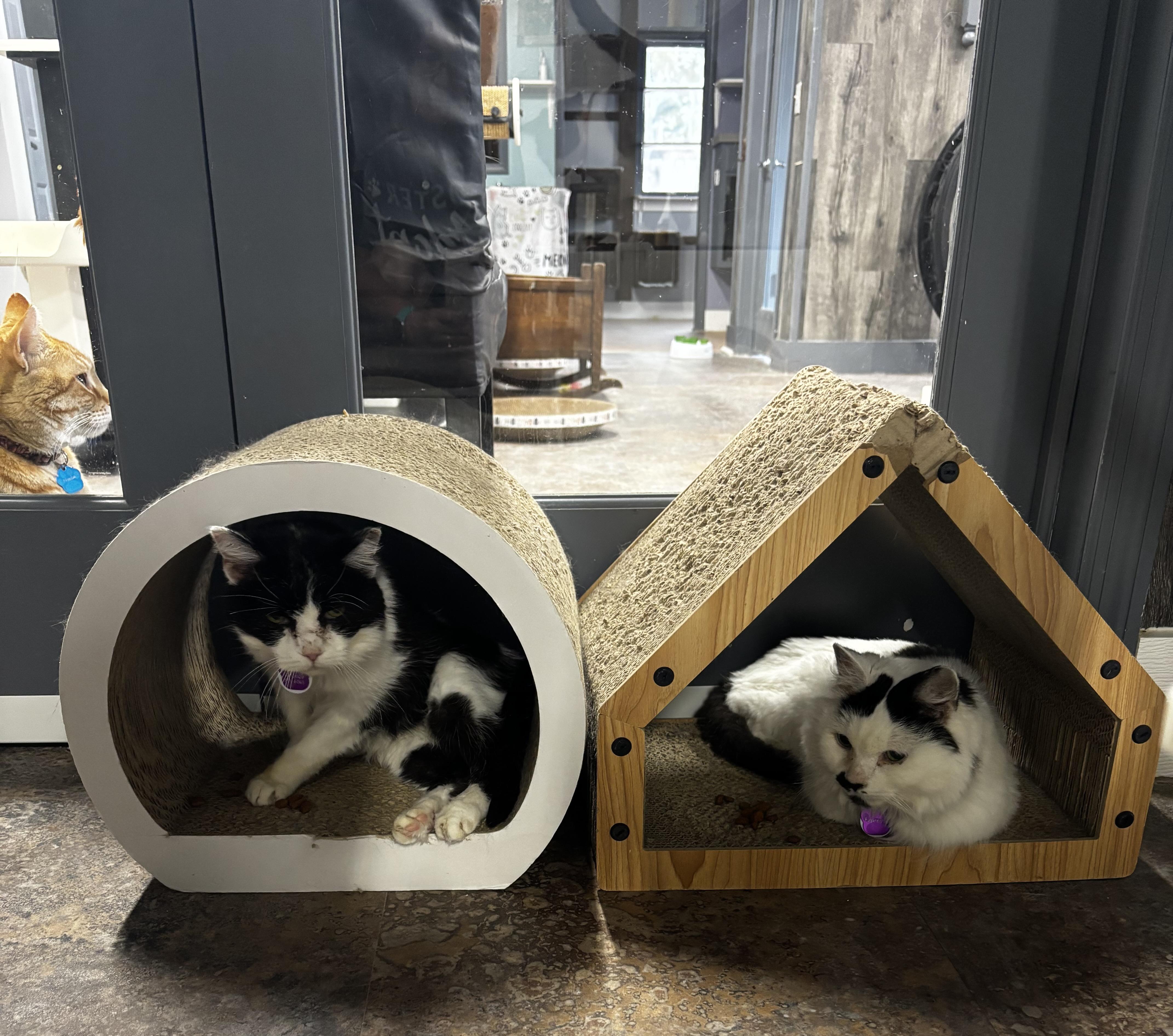 GERTRUDE - Purrmanent Resident — thumbnail 4