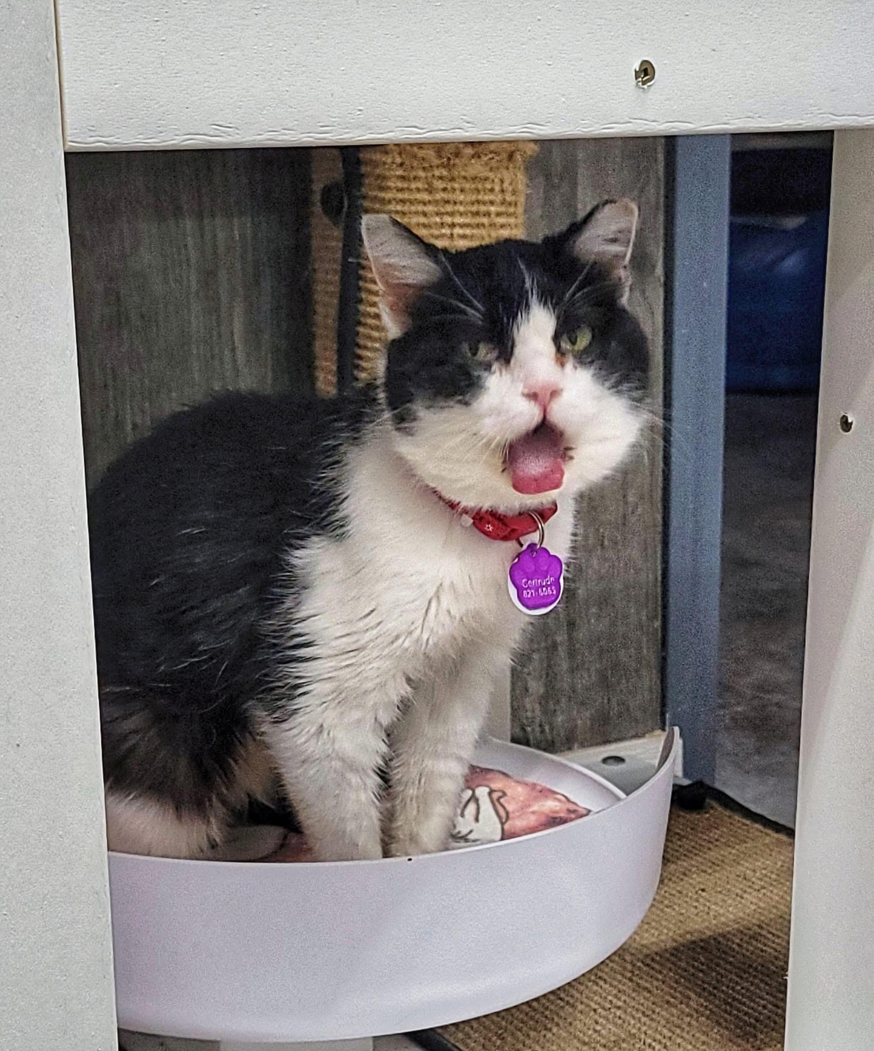 GERTRUDE - Purrmanent Resident, ADOPTABLE, Senior Female Domestic Short Hair.