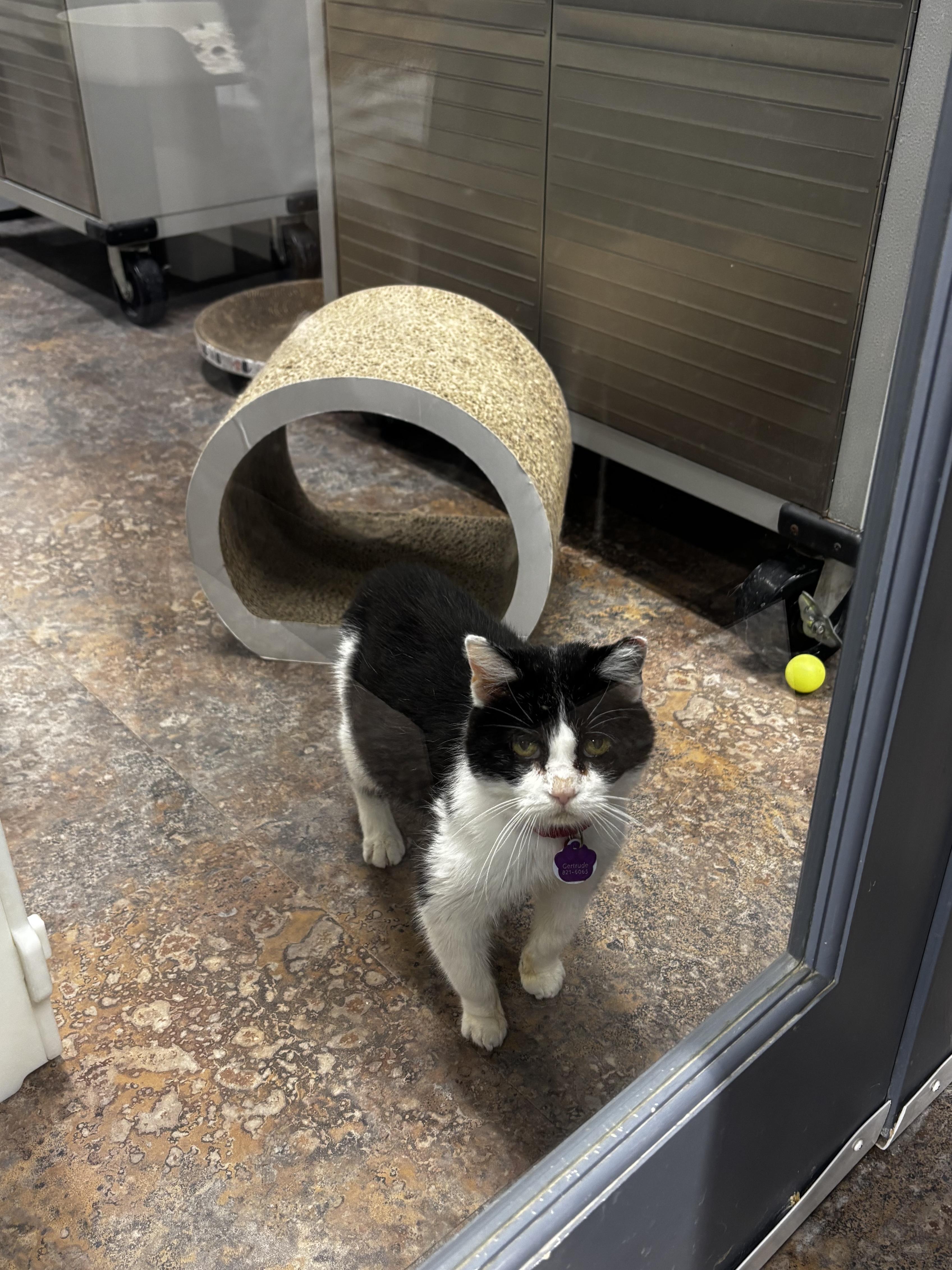 Enlarge GERTRUDE - Purrmanent Resident, a ADOPTABLE Domestic Short Hair in Grand Rapids, MI image 6/6