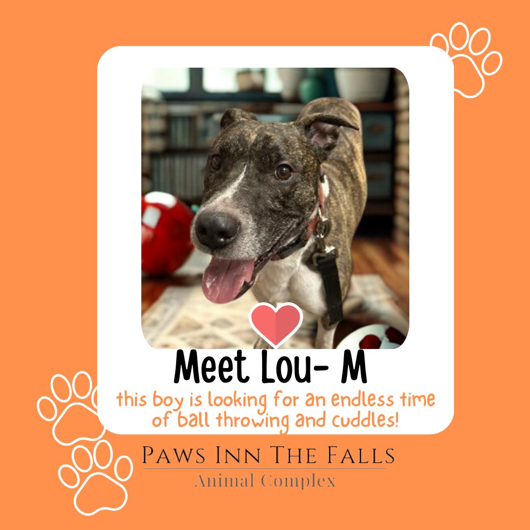 Lou, Adoptable, Young Male American Staffordshire Terrier.