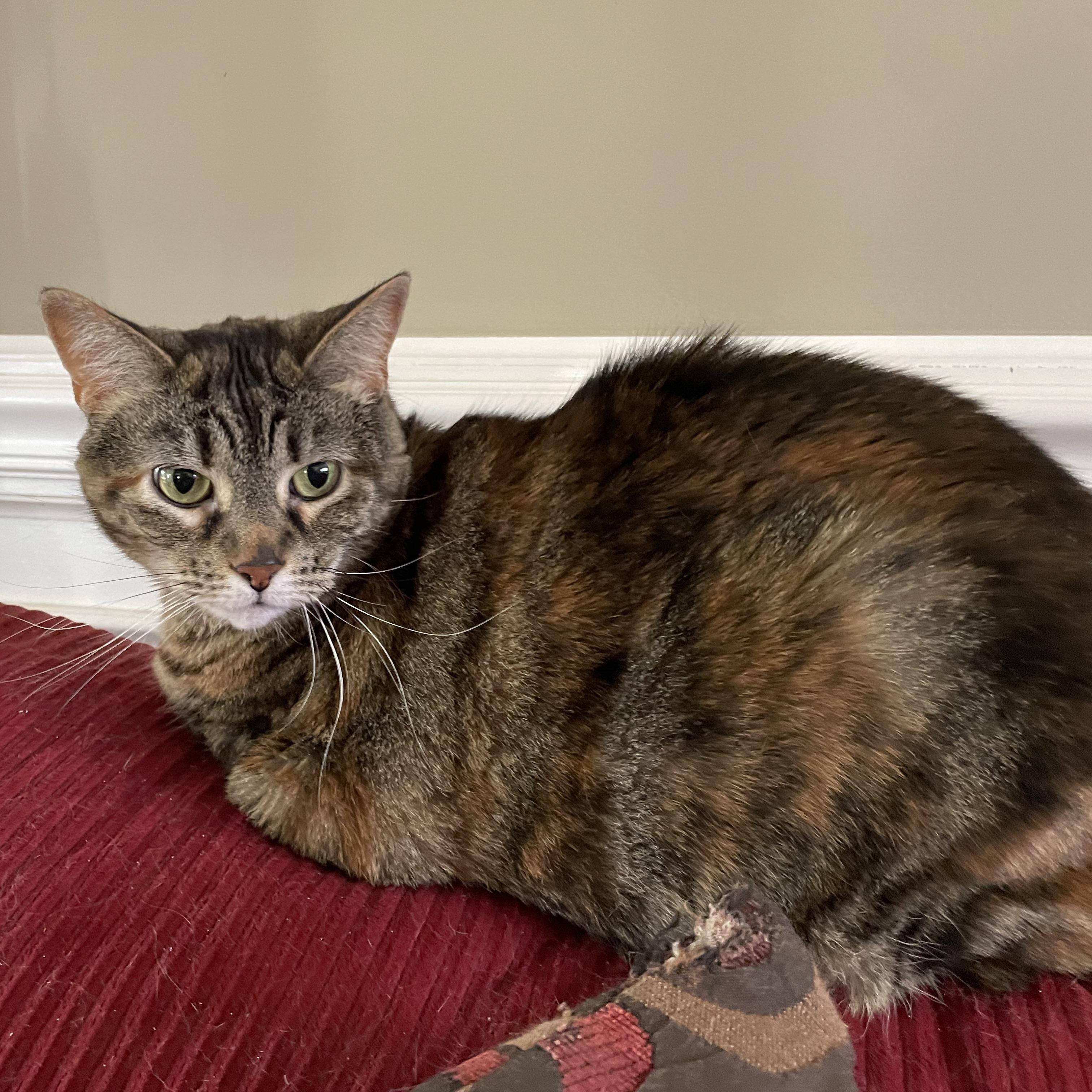 CC, Adoptable, Adult Female Domestic Short Hair.