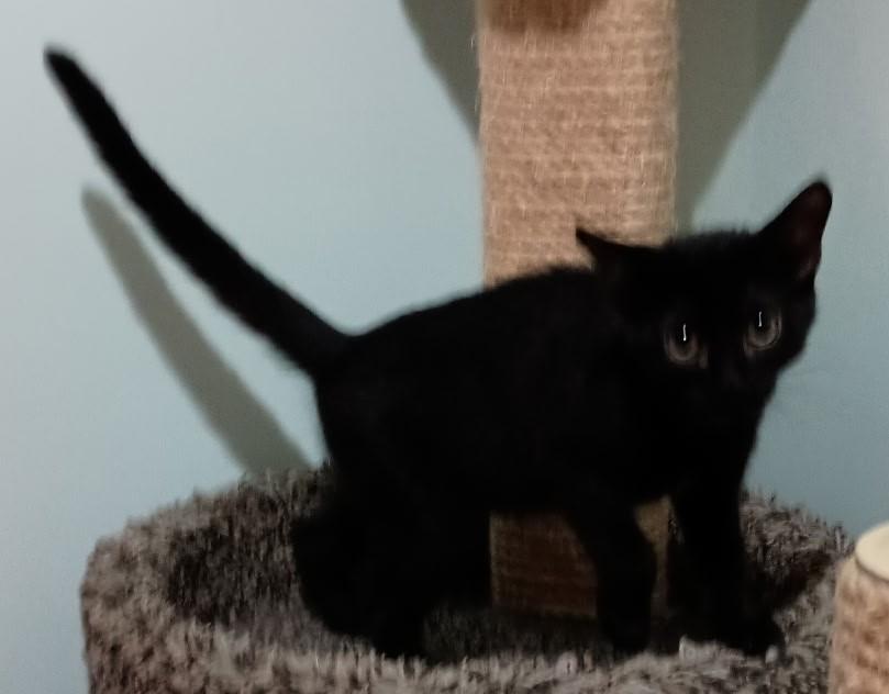 Enlarge Sundae26, a Adoptable Domestic Short Hair in Milwaukee, WI image 1/1
