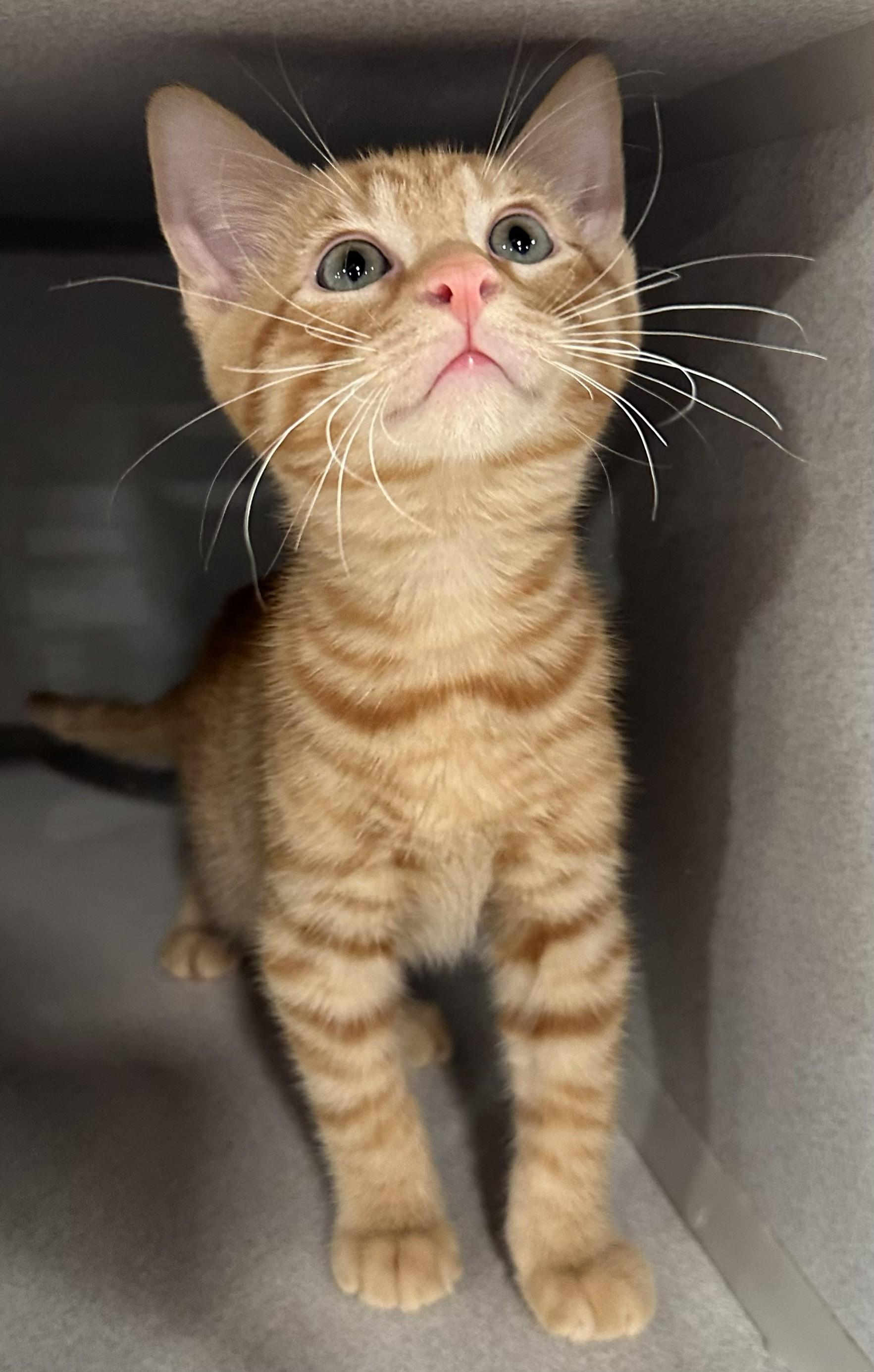 Enlarge Beignet, a Adopted Domestic Short Hair in Webster City, IA image 1/1