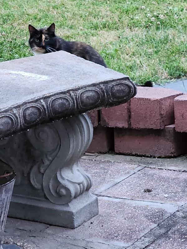 Rosie, Adoptable, Adult Female Domestic Short Hair.