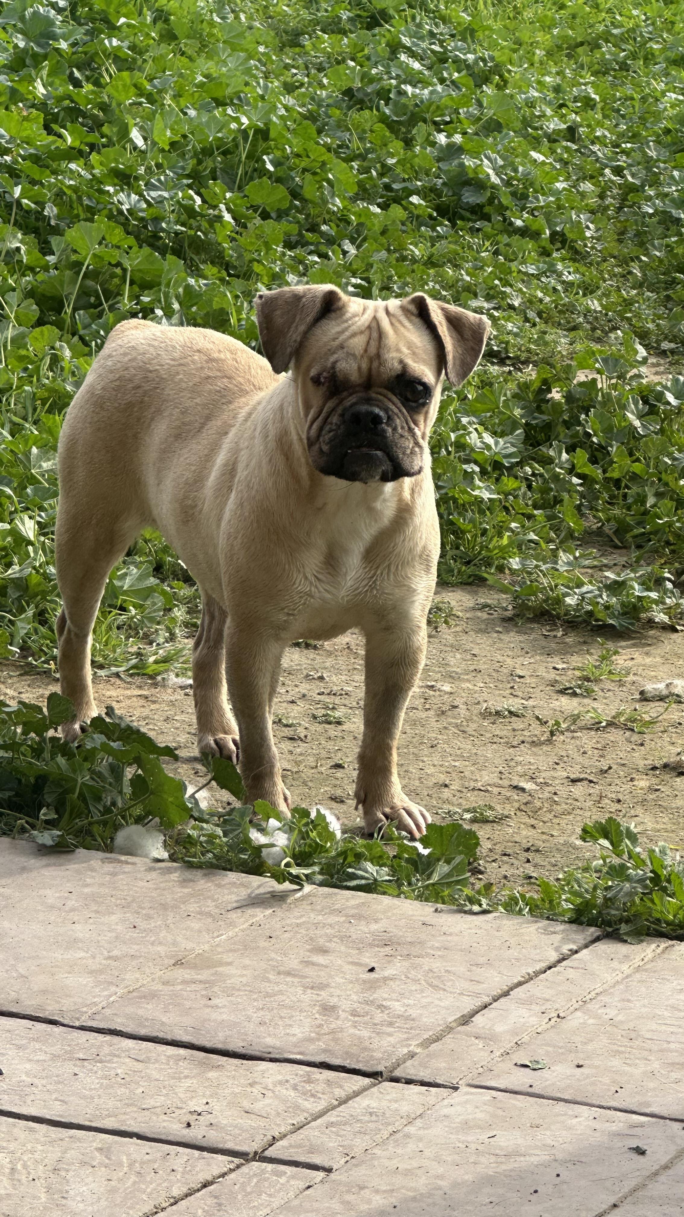 Pebbles, ADOPTABLE, Young Female French Bulldog & Pug.