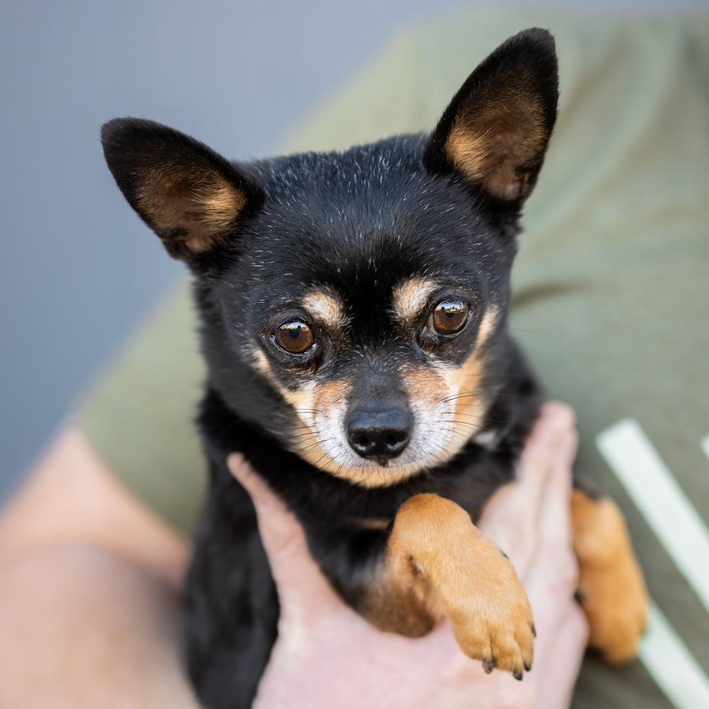 Tony, Adoptable, Senior Male Chihuahua.