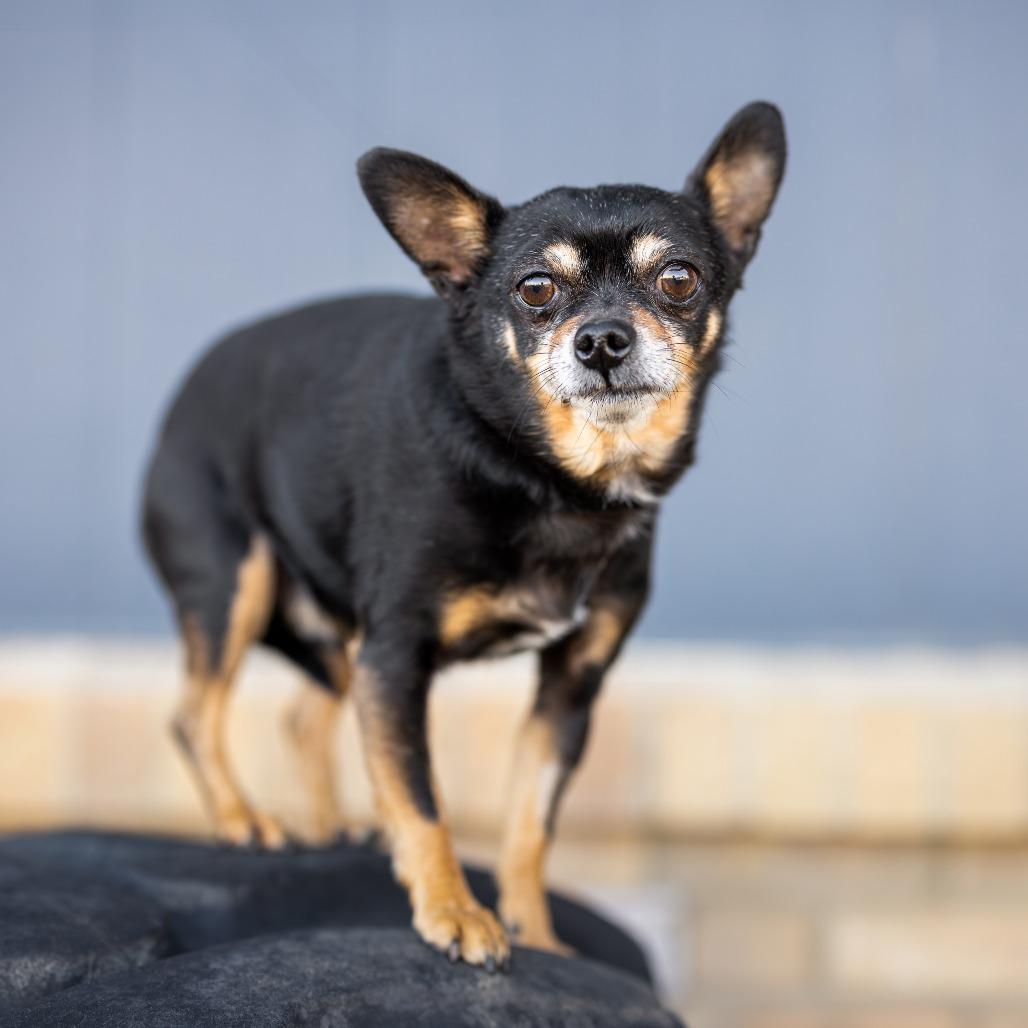 Tony, a Adoptable Chihuahua in Morrison, CO image 2/2