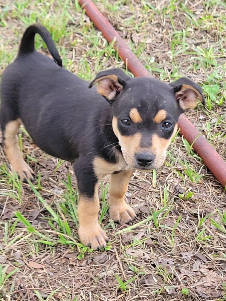 Enlarge Mickey, an adopted mixed breed in Tylertown, MS image 2/2