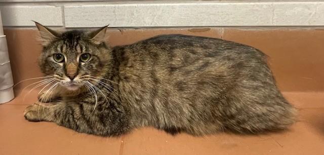 Aerosmith, adopted, Adult Male Domestic Medium Hair.