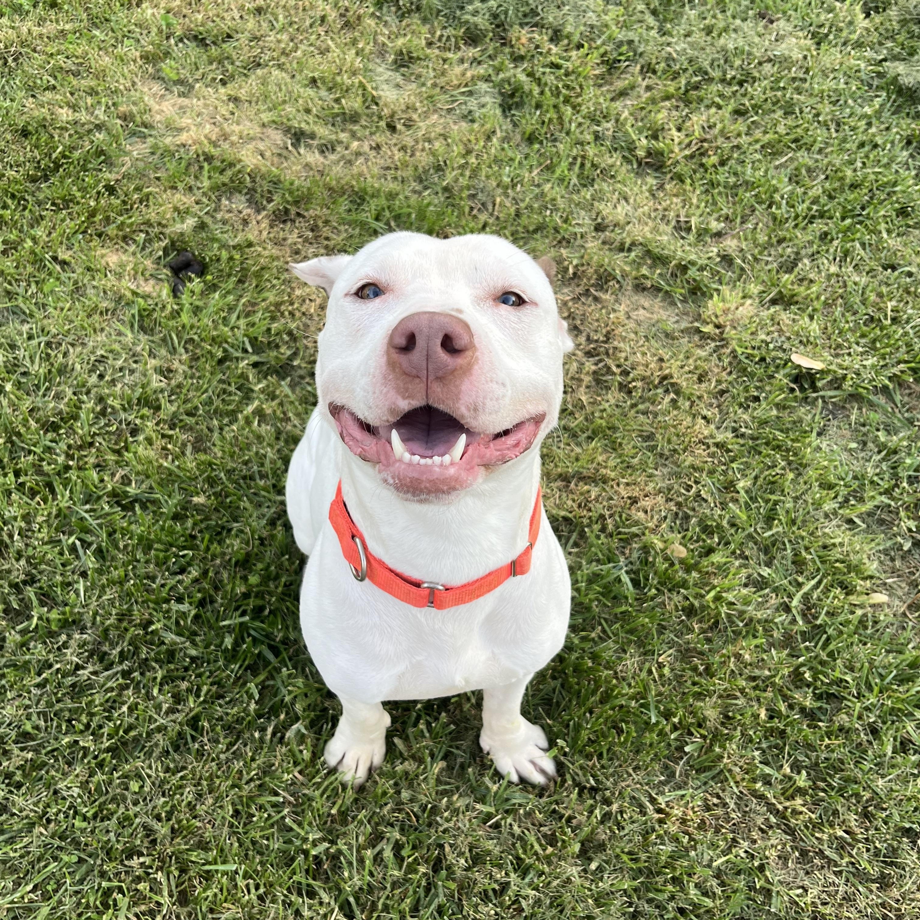 Boogie (Foster Needed)