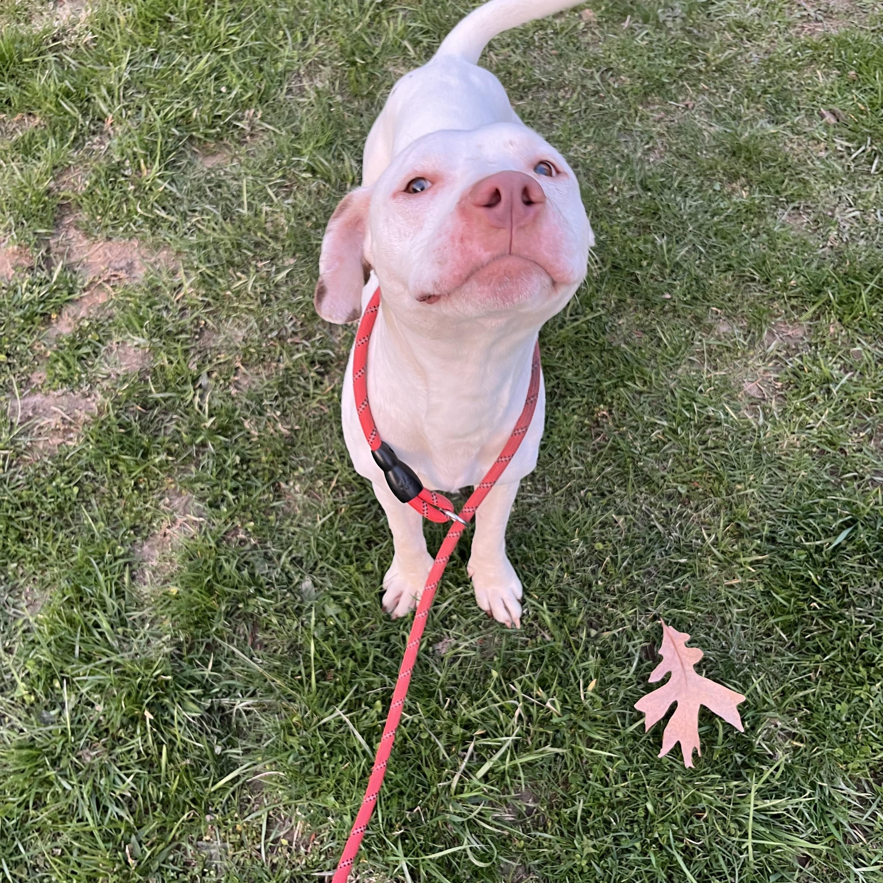 Boogie (Foster Needed)