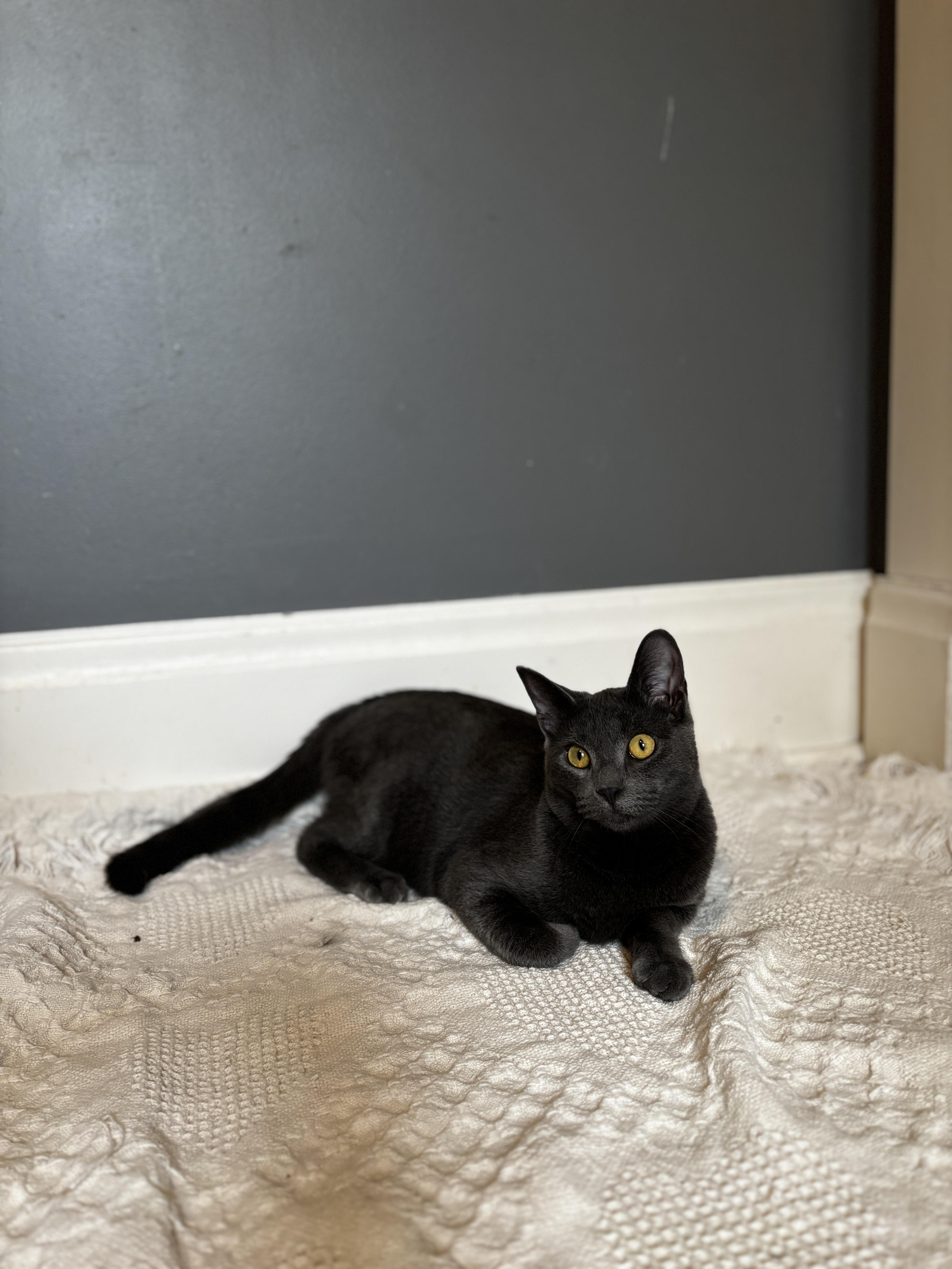 VALOUR, a ADOPTABLE Domestic Short Hair in Shakespeare, ON image 4/4