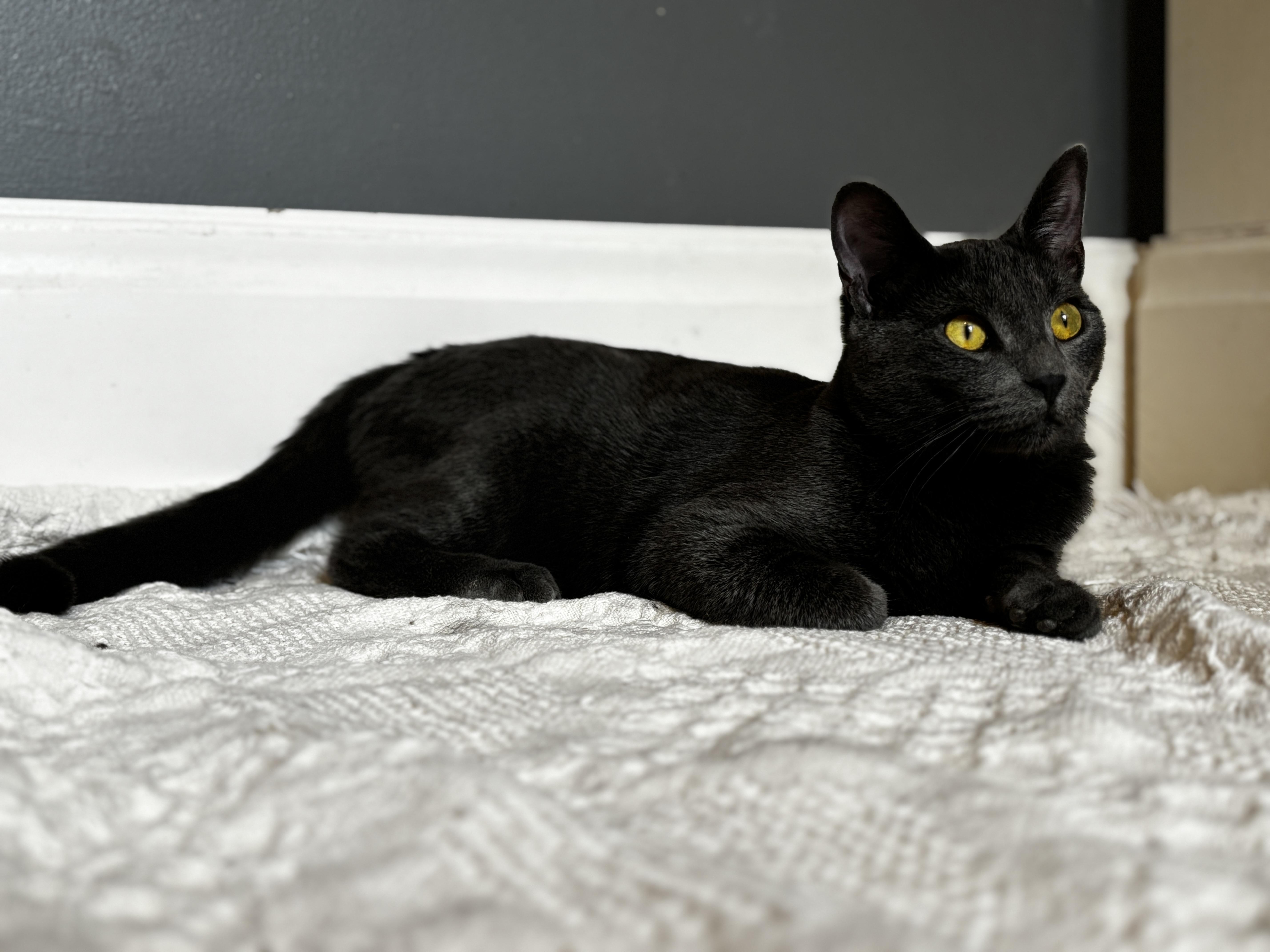 VALOUR, a ADOPTABLE Domestic Short Hair in Shakespeare, ON image 3/4