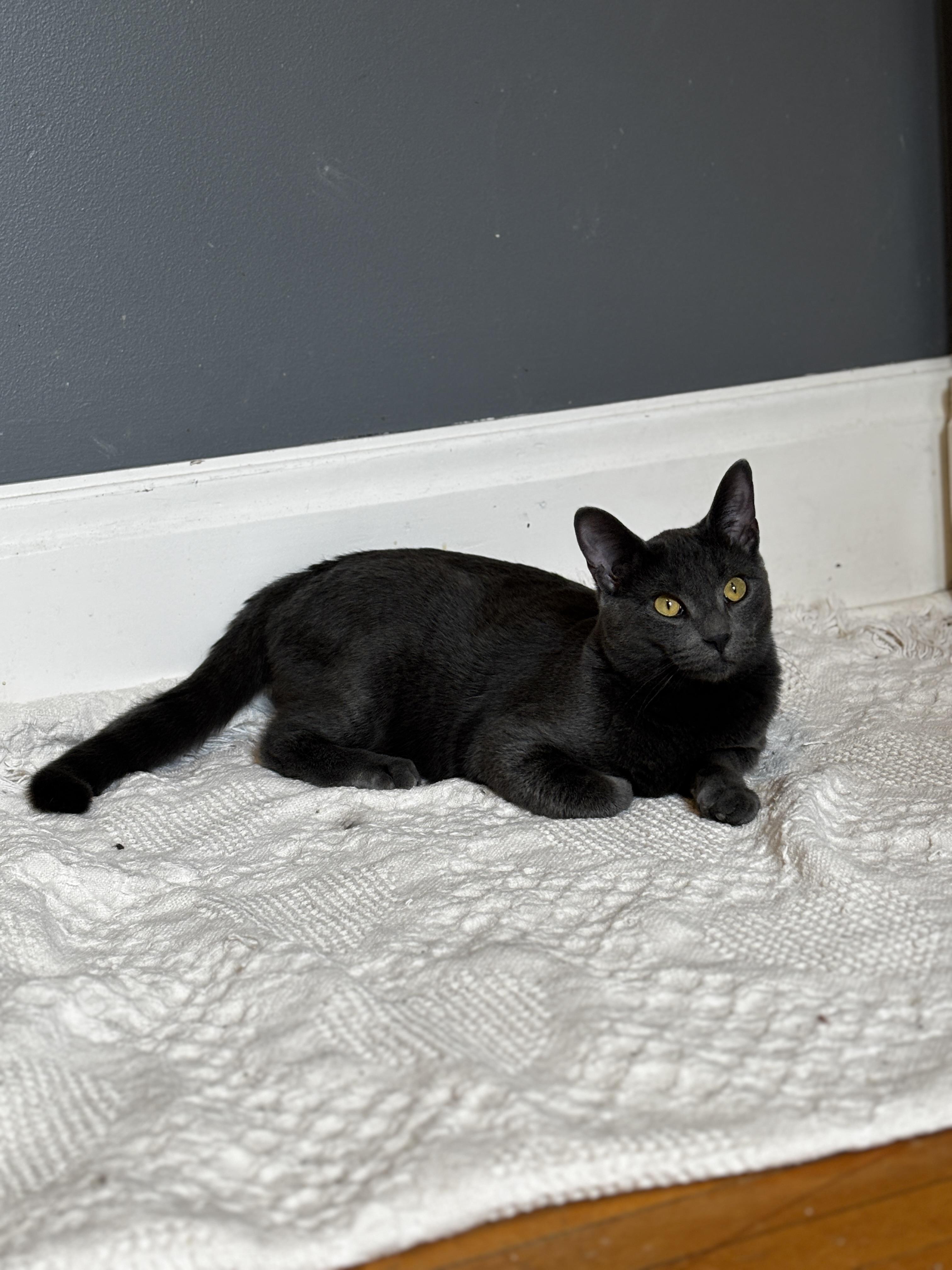 VALOUR, a ADOPTABLE Domestic Short Hair in Shakespeare, ON image 2/4