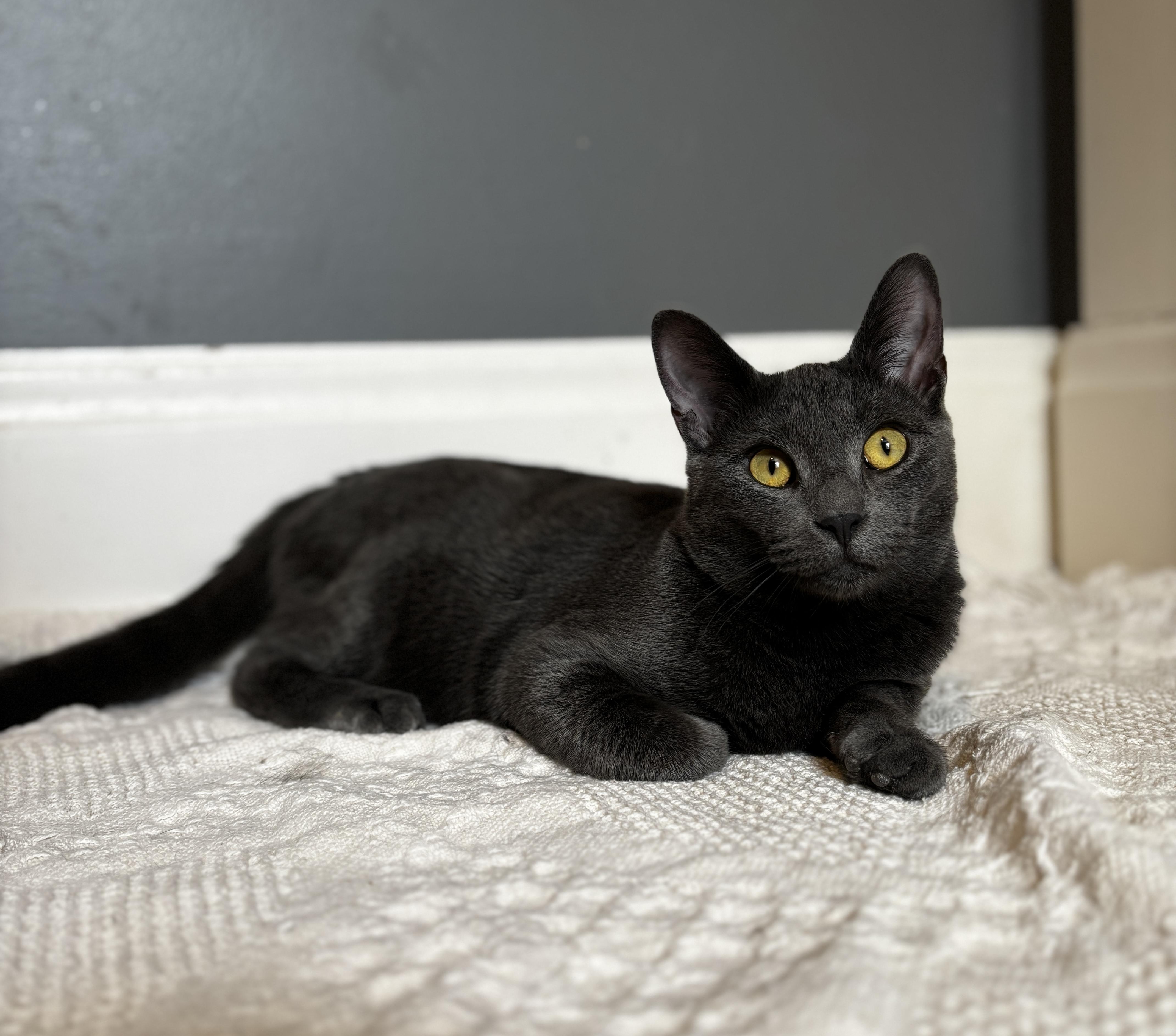 VALOUR, ADOPTABLE, Young Male Domestic Short Hair.