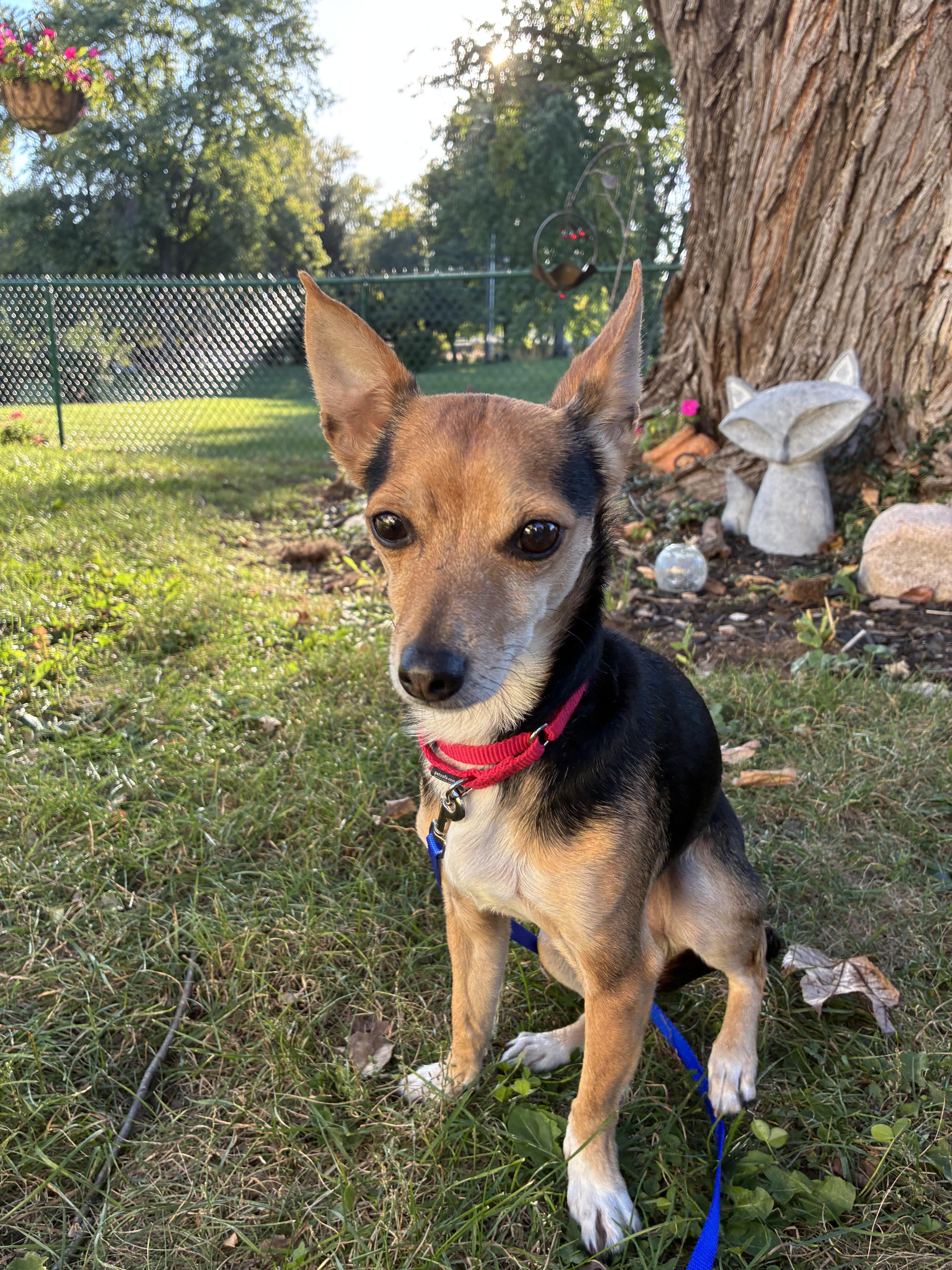 Enlarge Max (SC), a Adoptable mixed breed in Clinton, IL image 2/4
