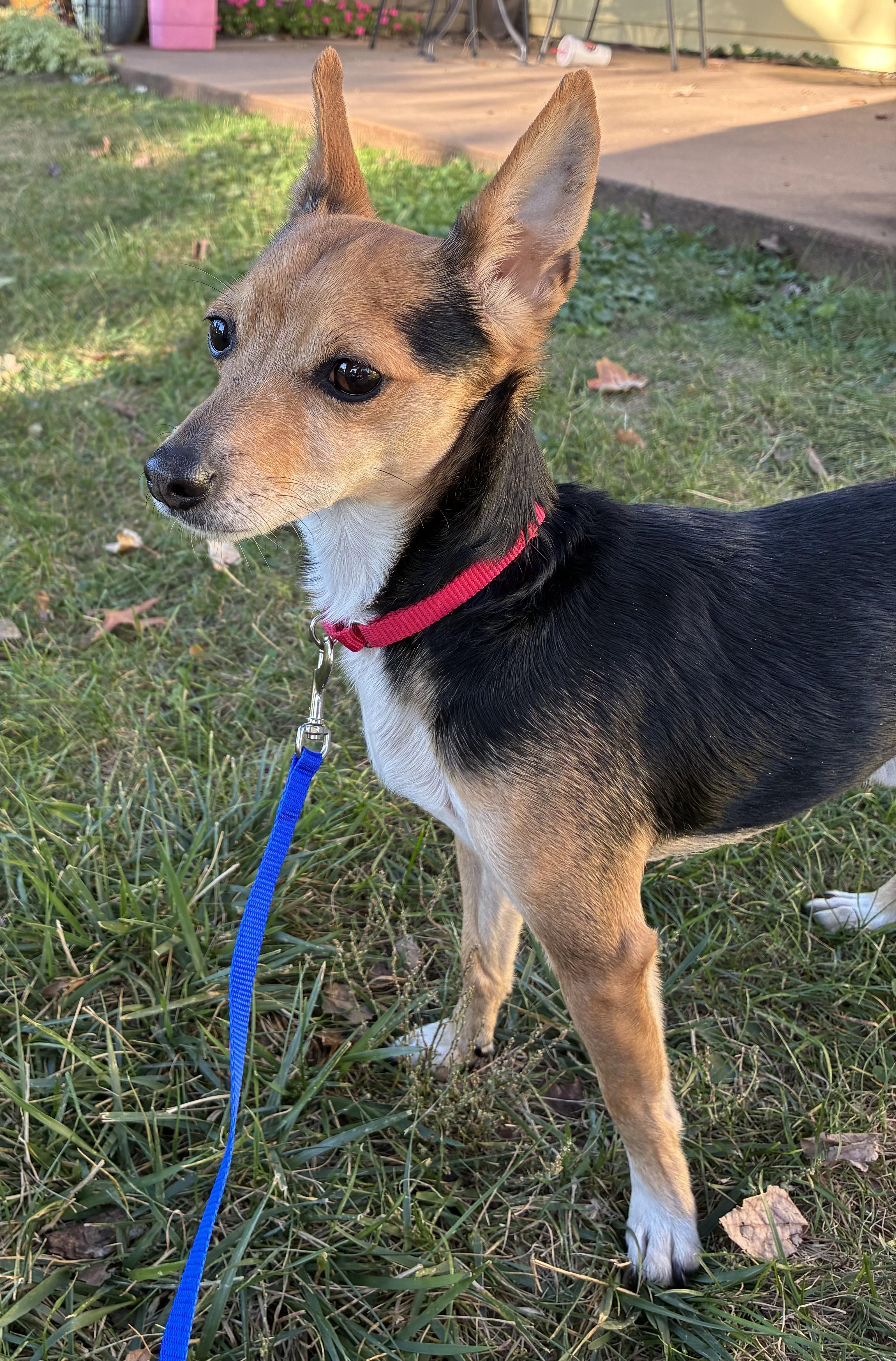 Max (SC), Adoptable, Adult Male Chihuahua & Miniature Pinscher.