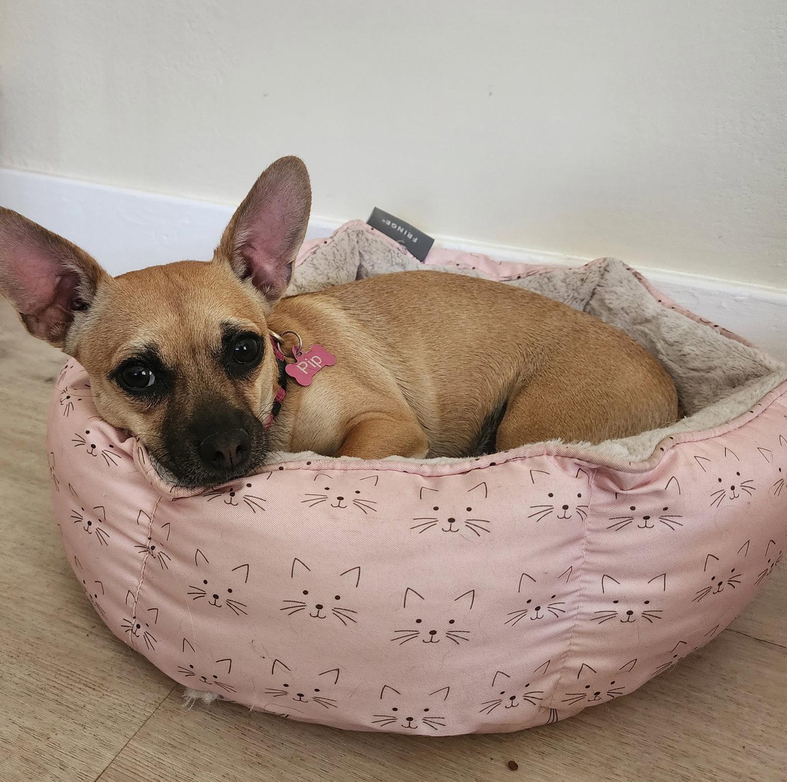 PIP #2, Adoptable, Young Female Chihuahua & Dachshund.