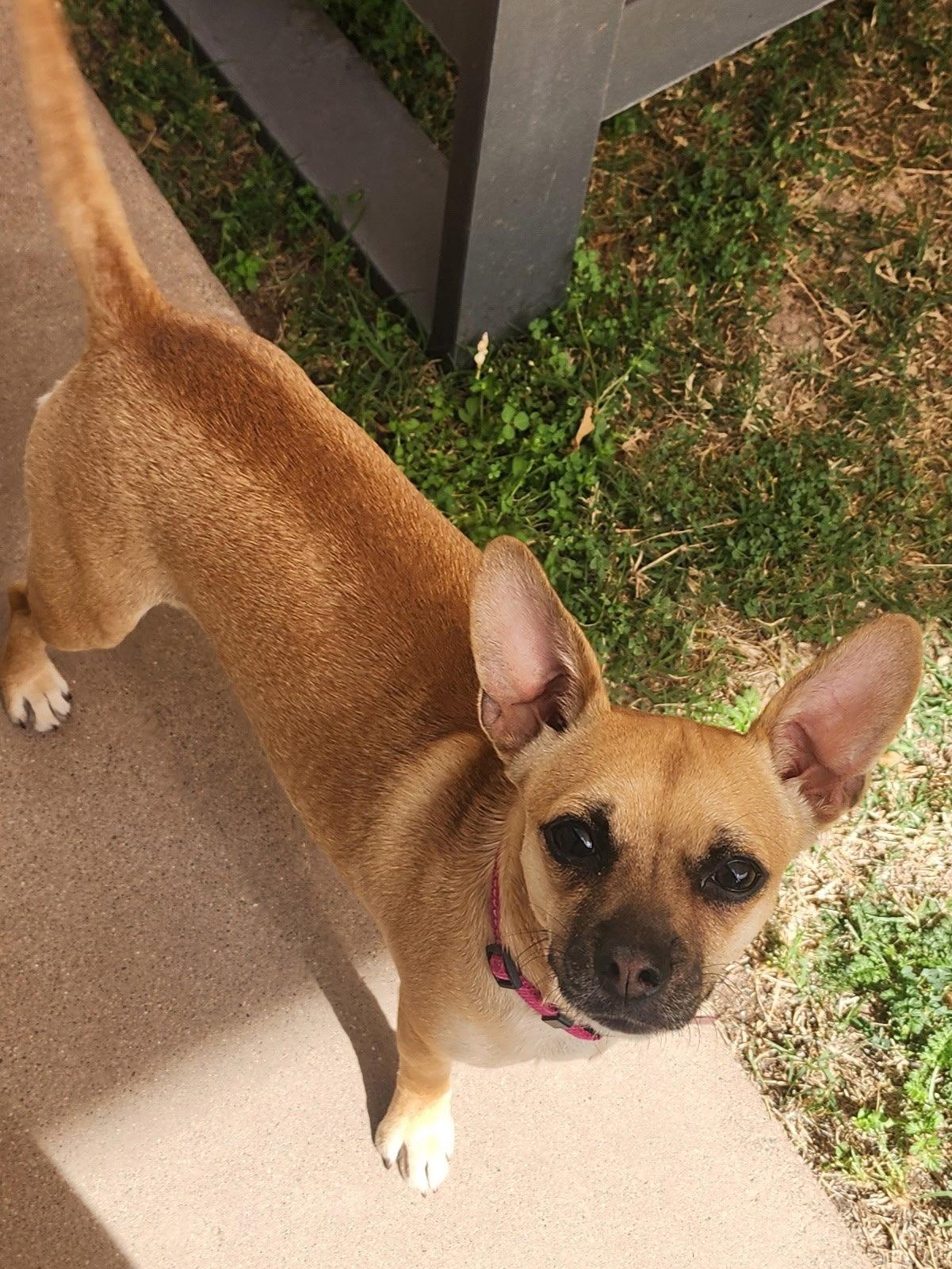 Enlarge PIP #2, a Adoptable mixed breed in Chandler, AZ image 2/3