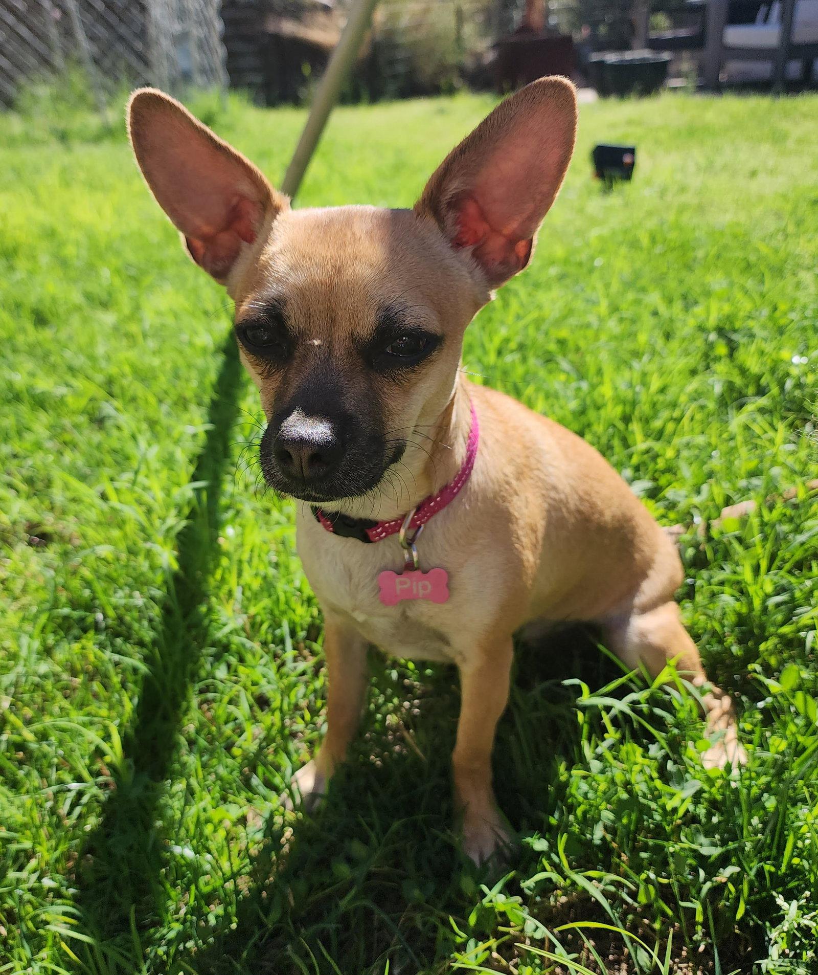 Enlarge PIP #2, a Adoptable mixed breed in Chandler, AZ image 3/3
