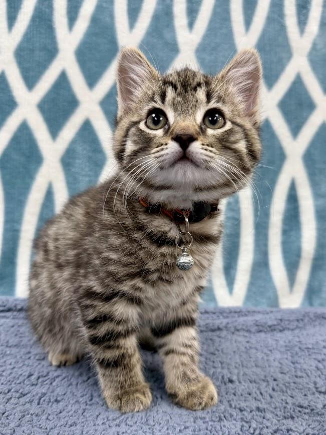 Coconut, a ADOPTABLE Domestic Short Hair in Columbus, OH image 2/4