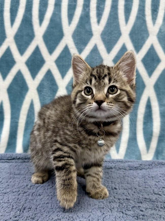 Coconut, a ADOPTABLE Domestic Short Hair in Columbus, OH image 3/4