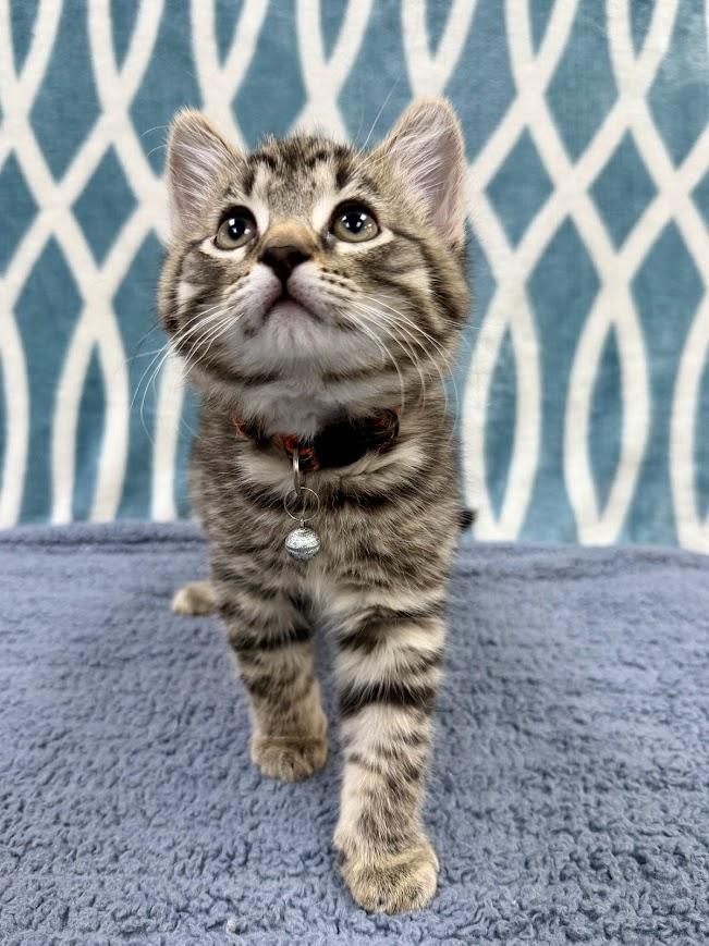 Coconut, a ADOPTABLE Domestic Short Hair in Columbus, OH image 4/4