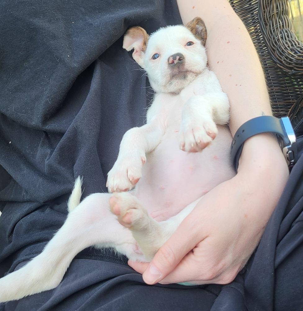 Enlarge Smidgen, a Adoptable mixed breed in Cortez, CO image 1/2