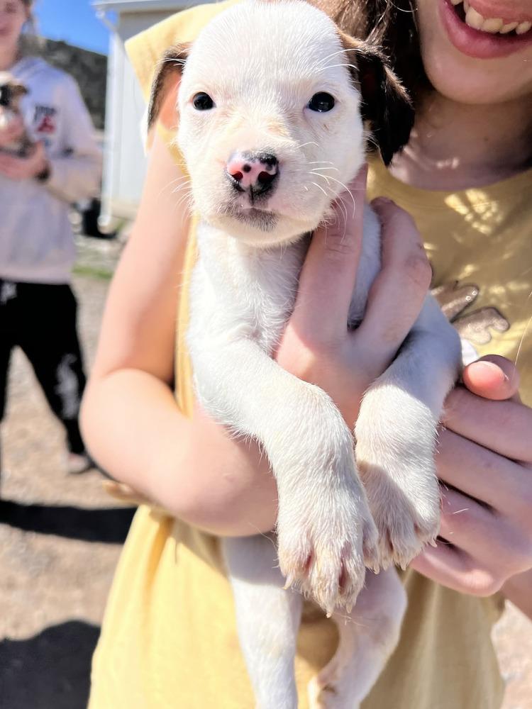 Enlarge Smidgen, a Adoptable mixed breed in Cortez, CO image 2/2
