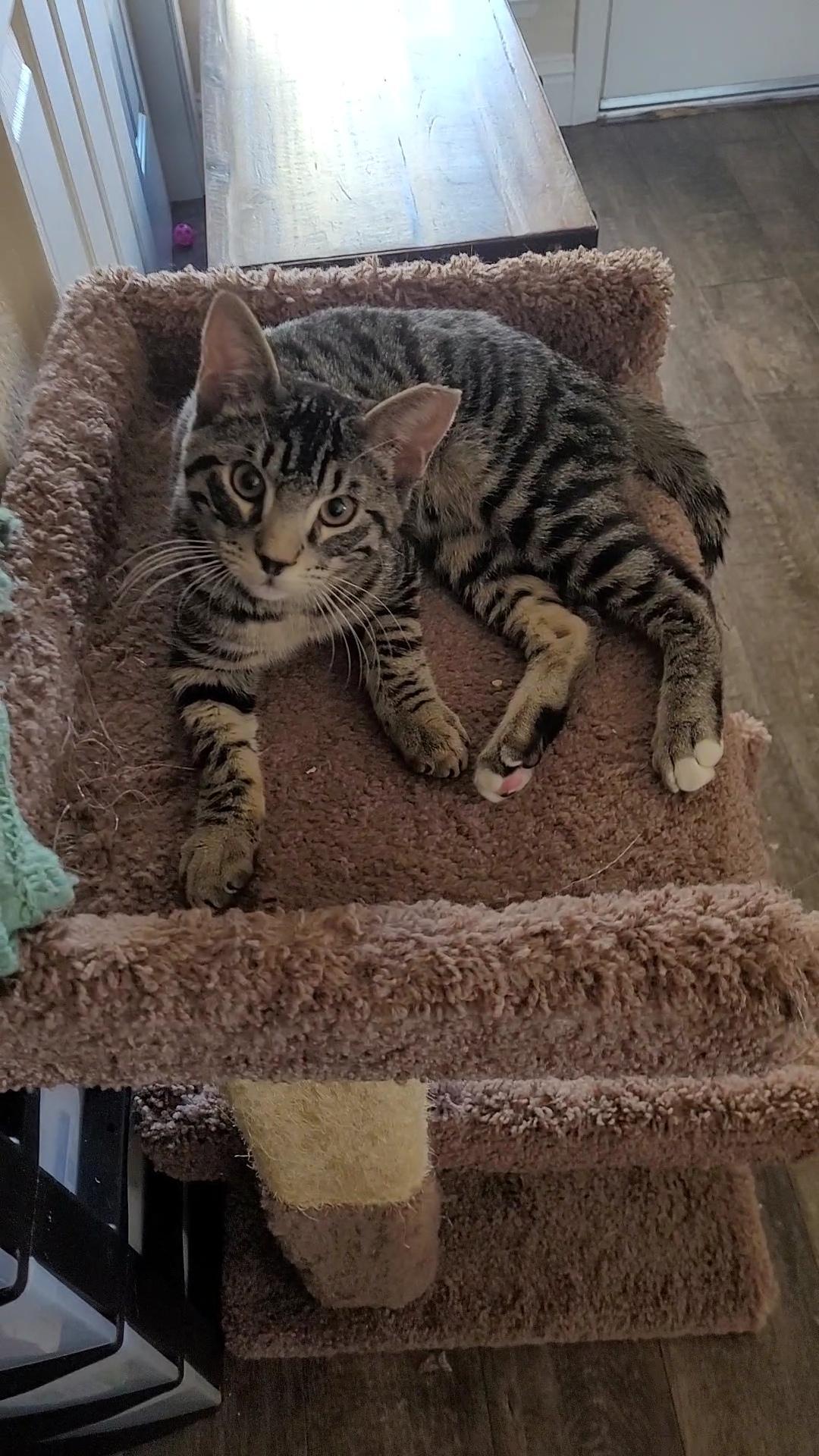 Enlarge TOMMY LEE (Motley Crue), a ADOPTABLE mixed breed in Escalon, CA image 5/6