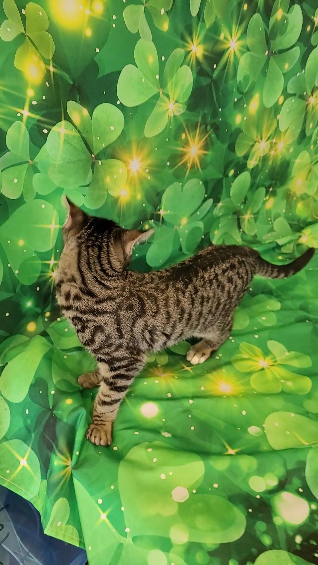 Enlarge TOMMY LEE (Motley Crue), a ADOPTABLE mixed breed in Escalon, CA image 4/6