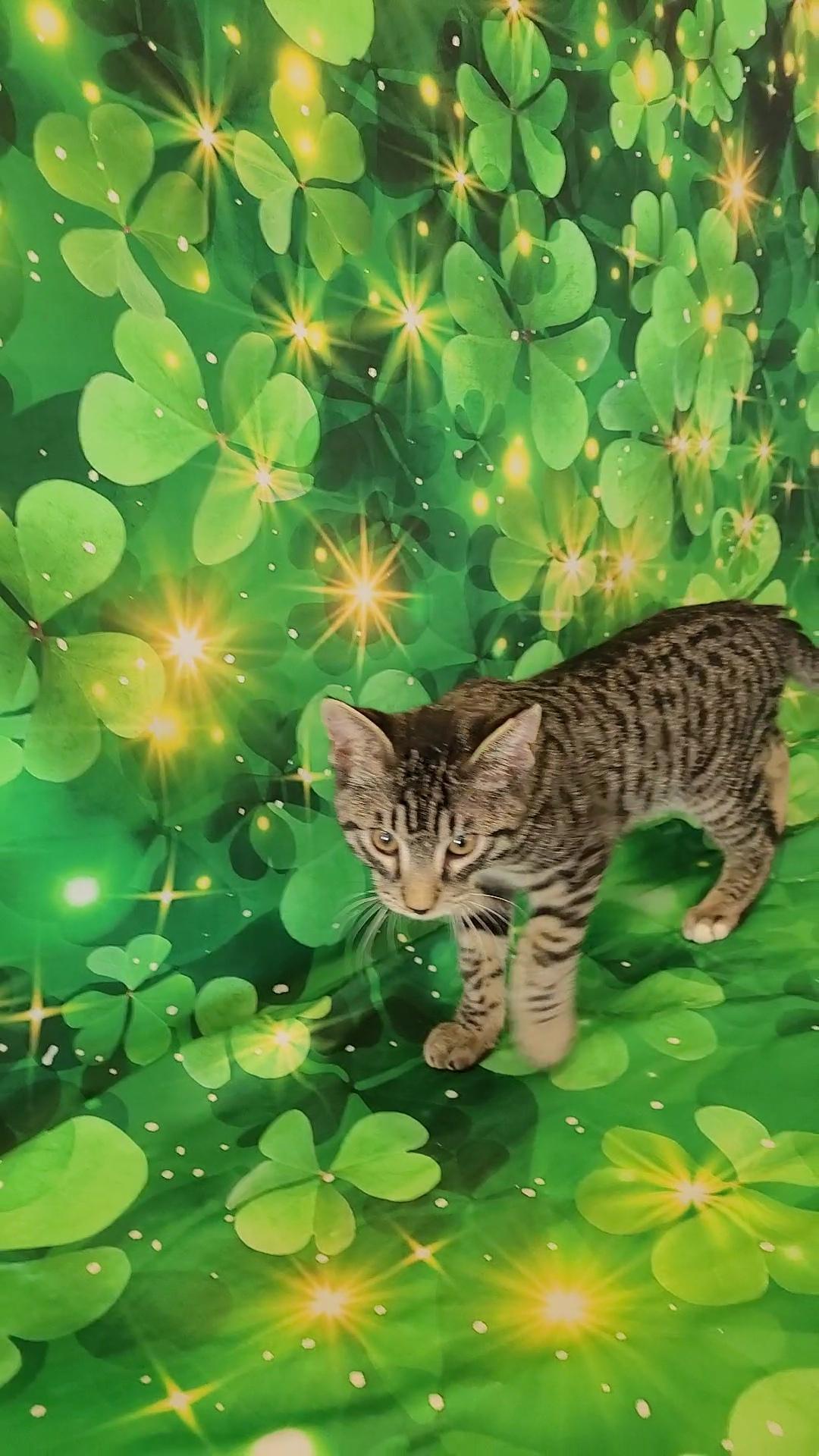 Enlarge TOMMY LEE (Motley Crue), a ADOPTABLE mixed breed in Escalon, CA image 3/6