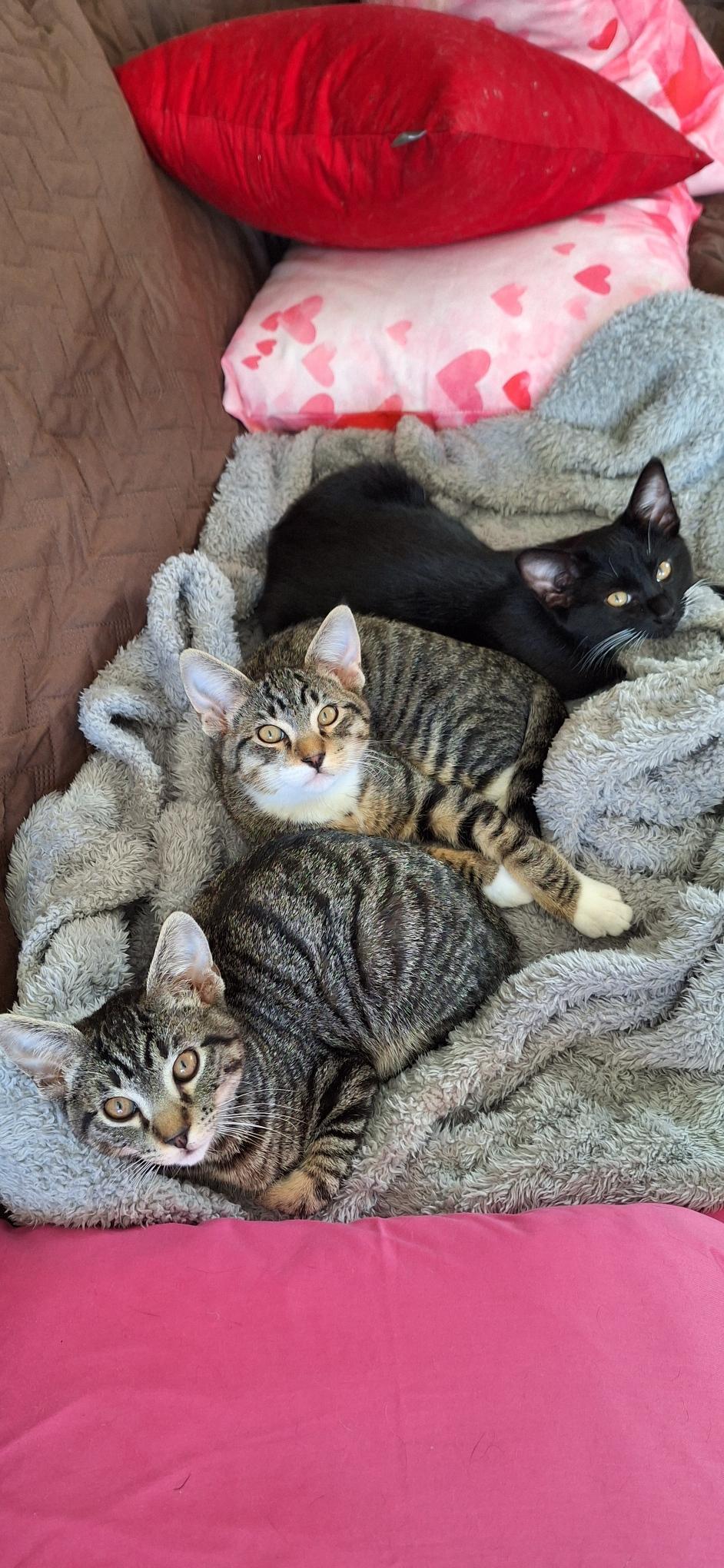 Enlarge TOMMY LEE (Motley Crue), a ADOPTABLE mixed breed in Escalon, CA image 6/6