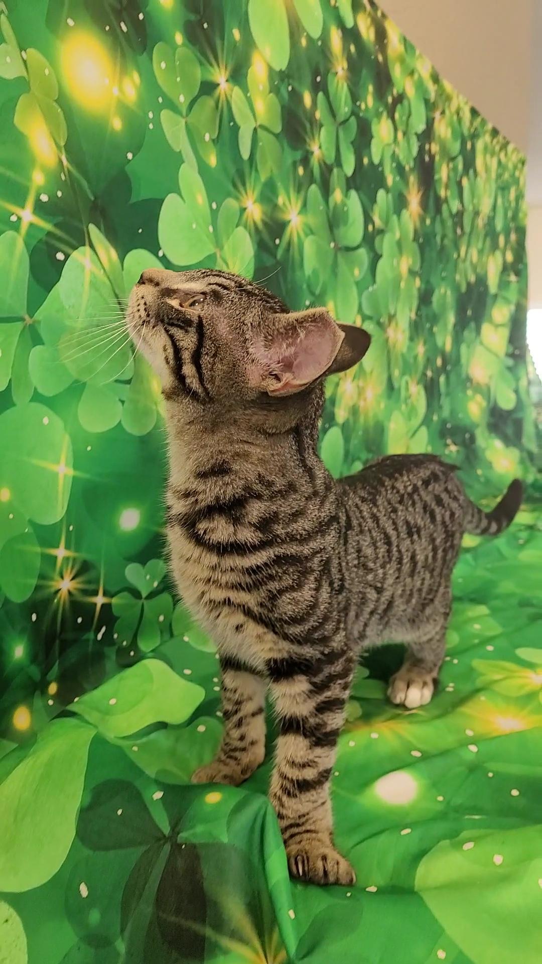 Enlarge TOMMY LEE (Motley Crue), a ADOPTABLE mixed breed in Escalon, CA image 2/6