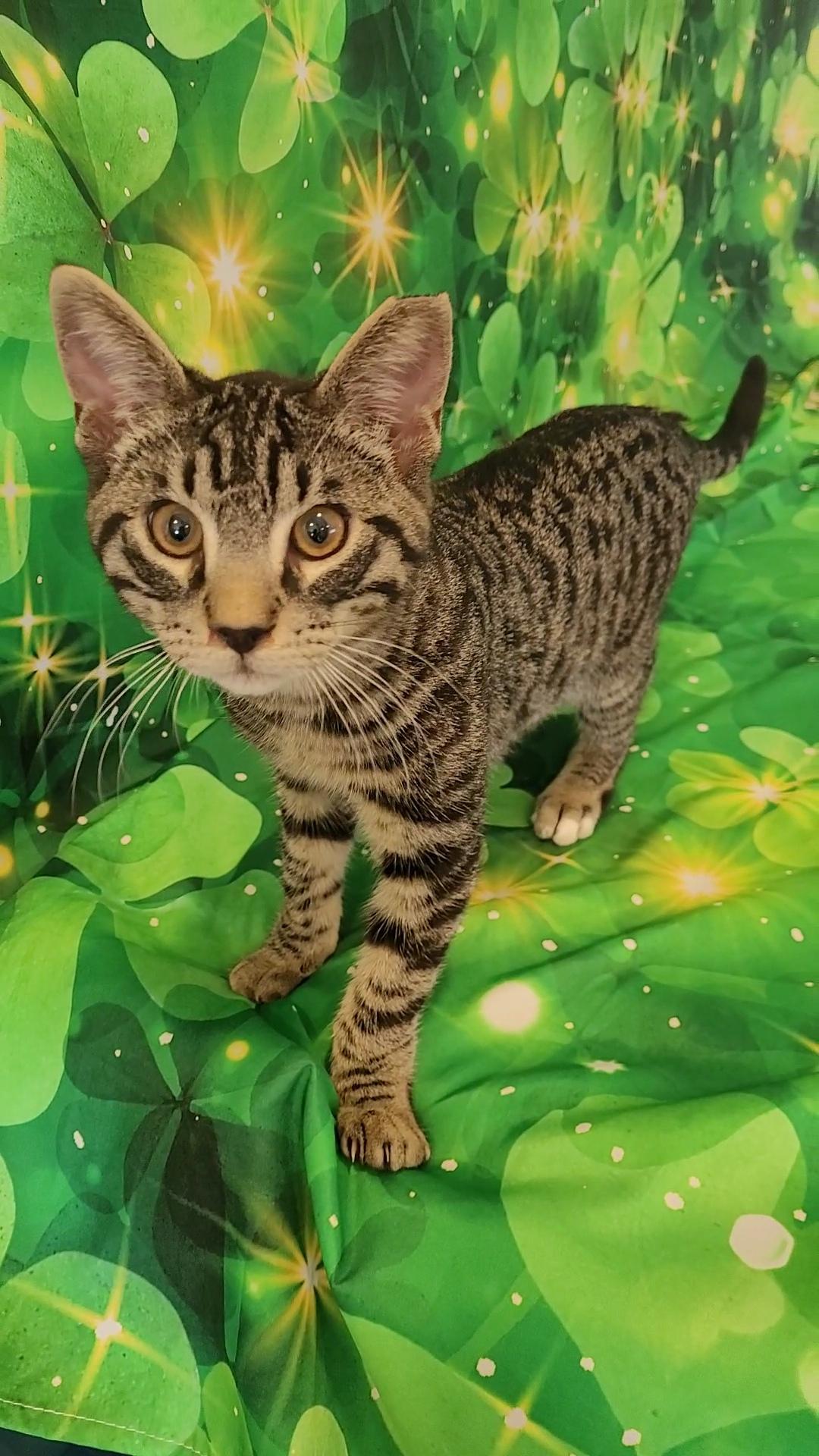 TOMMY LEE (Motley Crue), ADOPTABLE, Young Male Tabby & Domestic Short Hair.