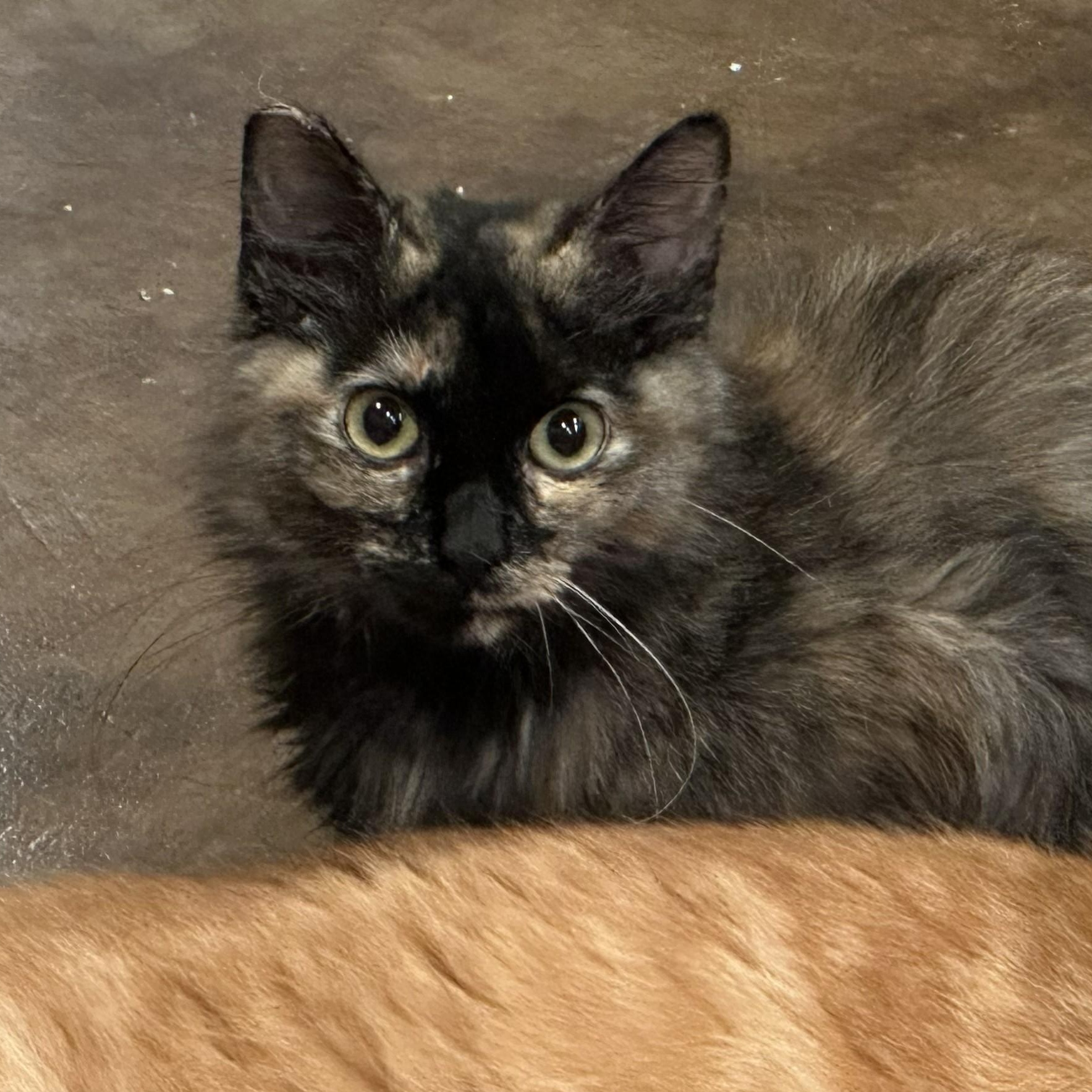 Enlarge Opal, a Adoptable Domestic Short Hair in Sauk City, WI image 2/3