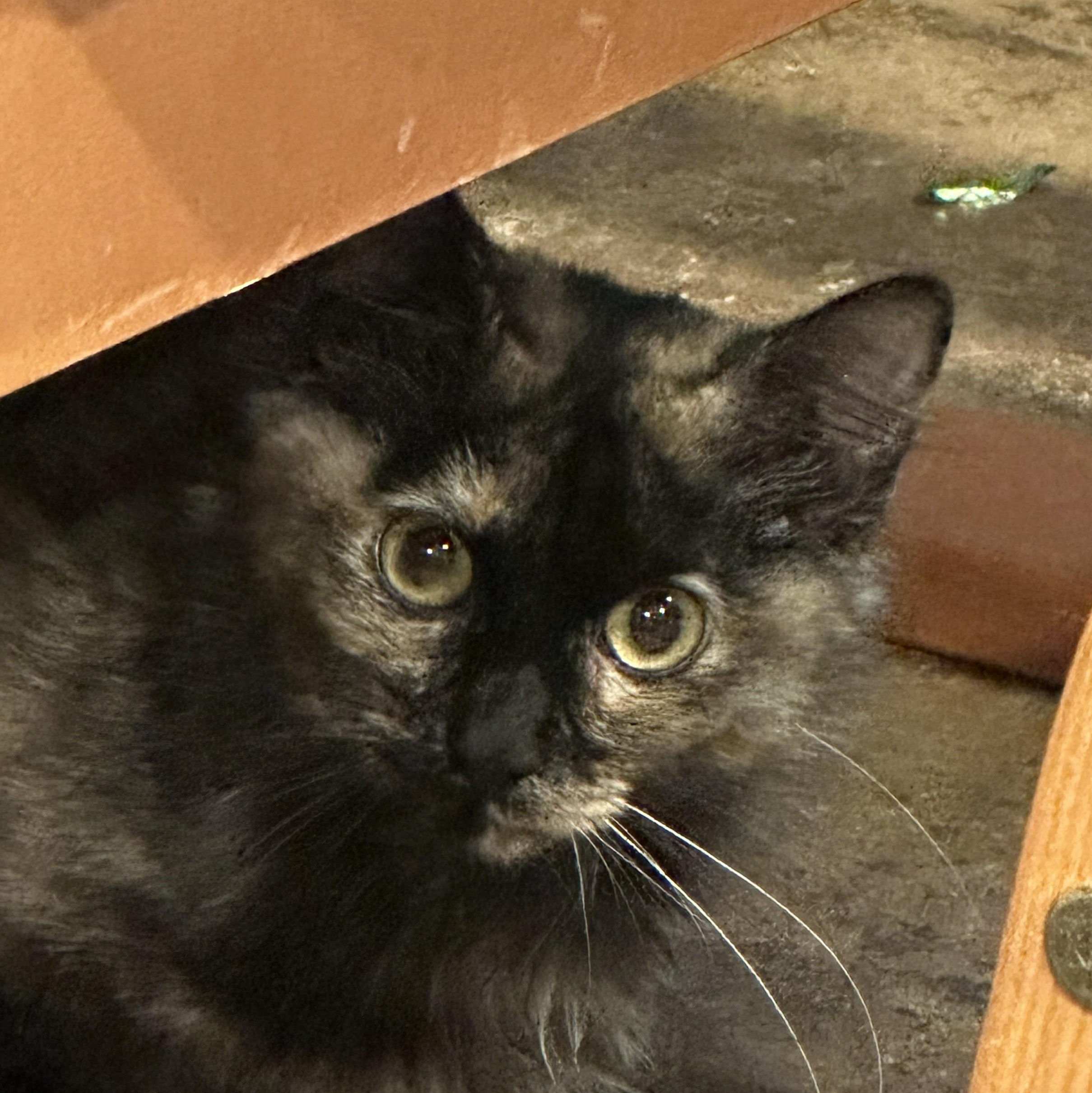Enlarge Opal, a Adoptable Domestic Short Hair in Sauk City, WI image 3/3