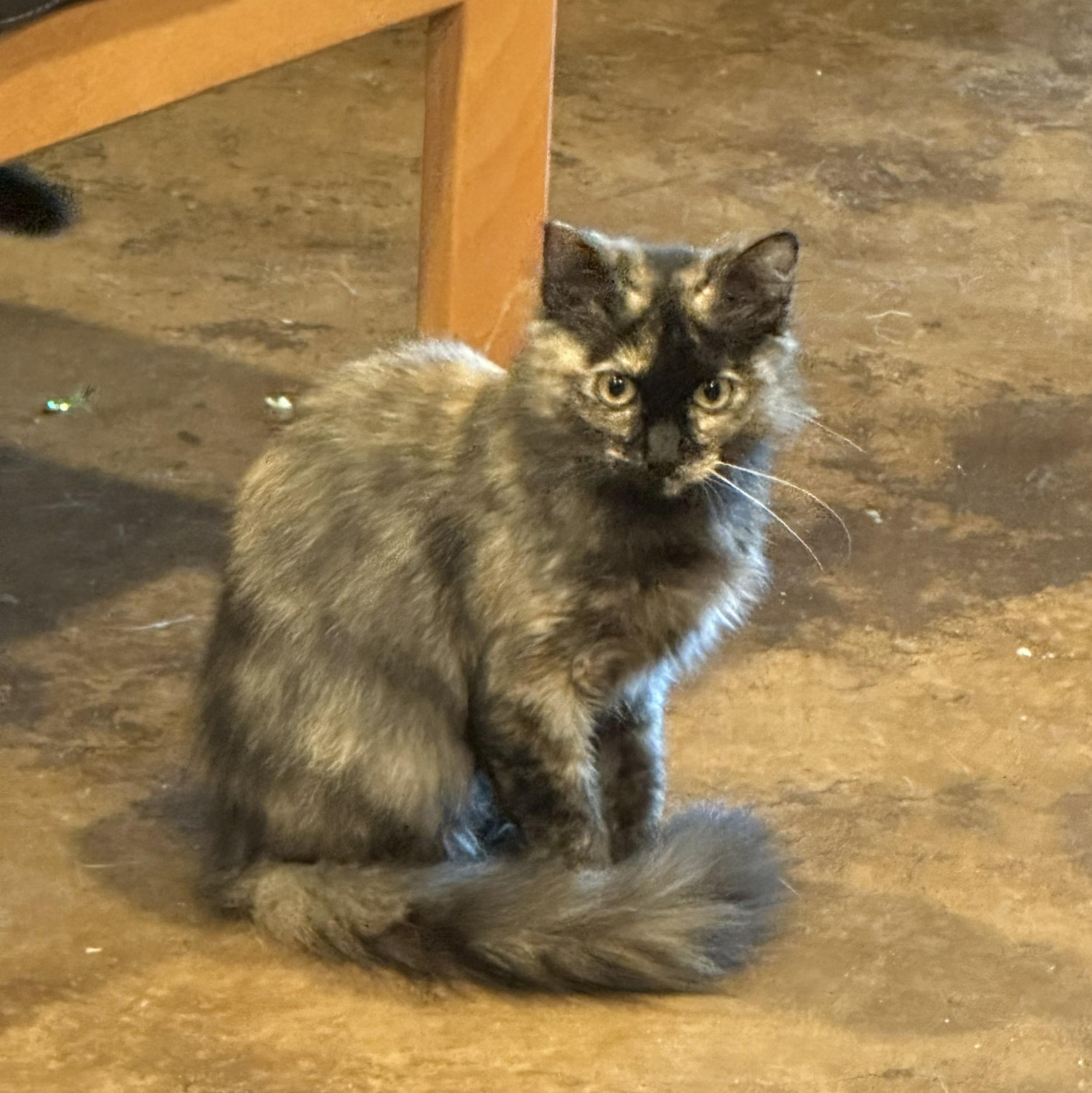 Opal, Adoptable, Kitten Female Domestic Short Hair.